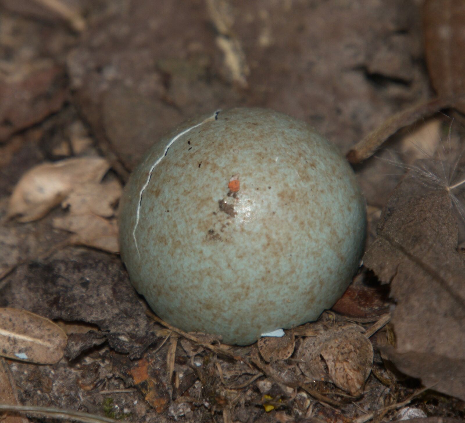 Panasonic Lumix DMC-G6 sample photo. Amselei, bird, nest photography