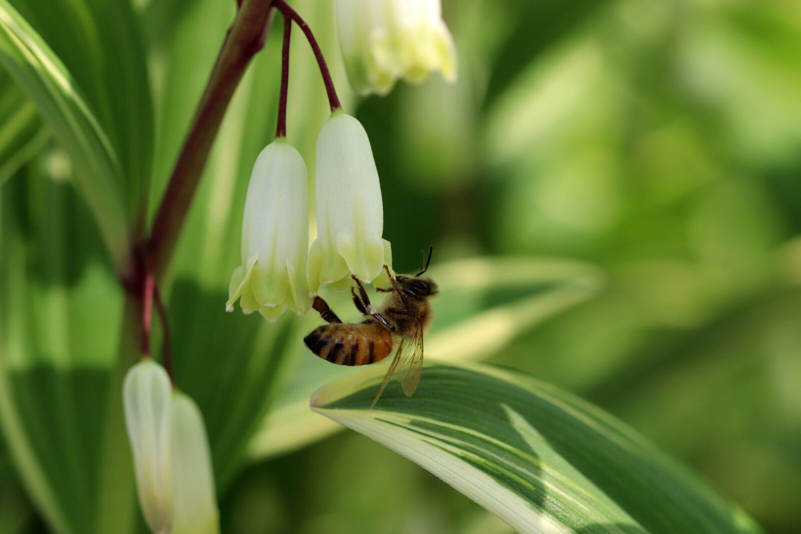 Canon EOS 800D (EOS Rebel T7i / EOS Kiss X9i) sample photo. Spring, spring flowers, nature photography