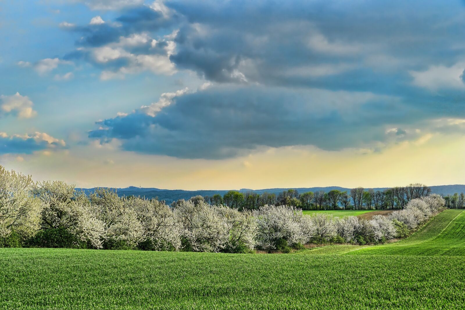 Sony E 18-135mm F3.5-5.6 OSS sample photo. Nature, panorama, cherry trees photography