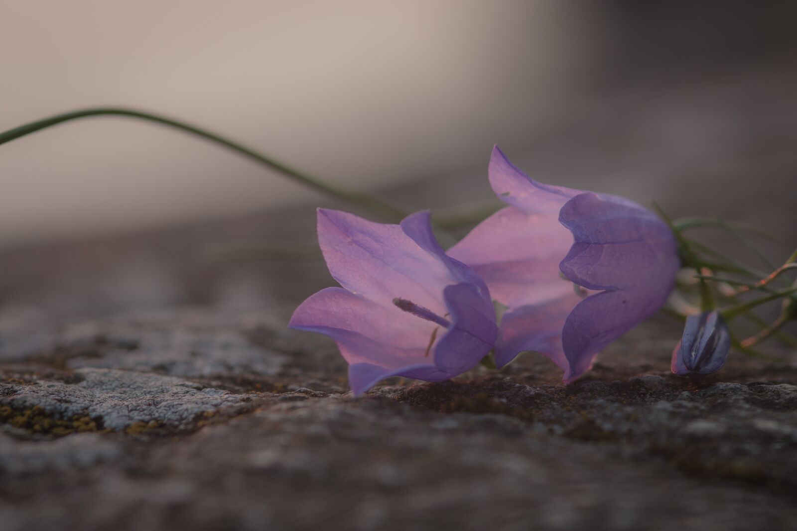 Canon EOS 70D sample photo. Blue bell, bell flower photography