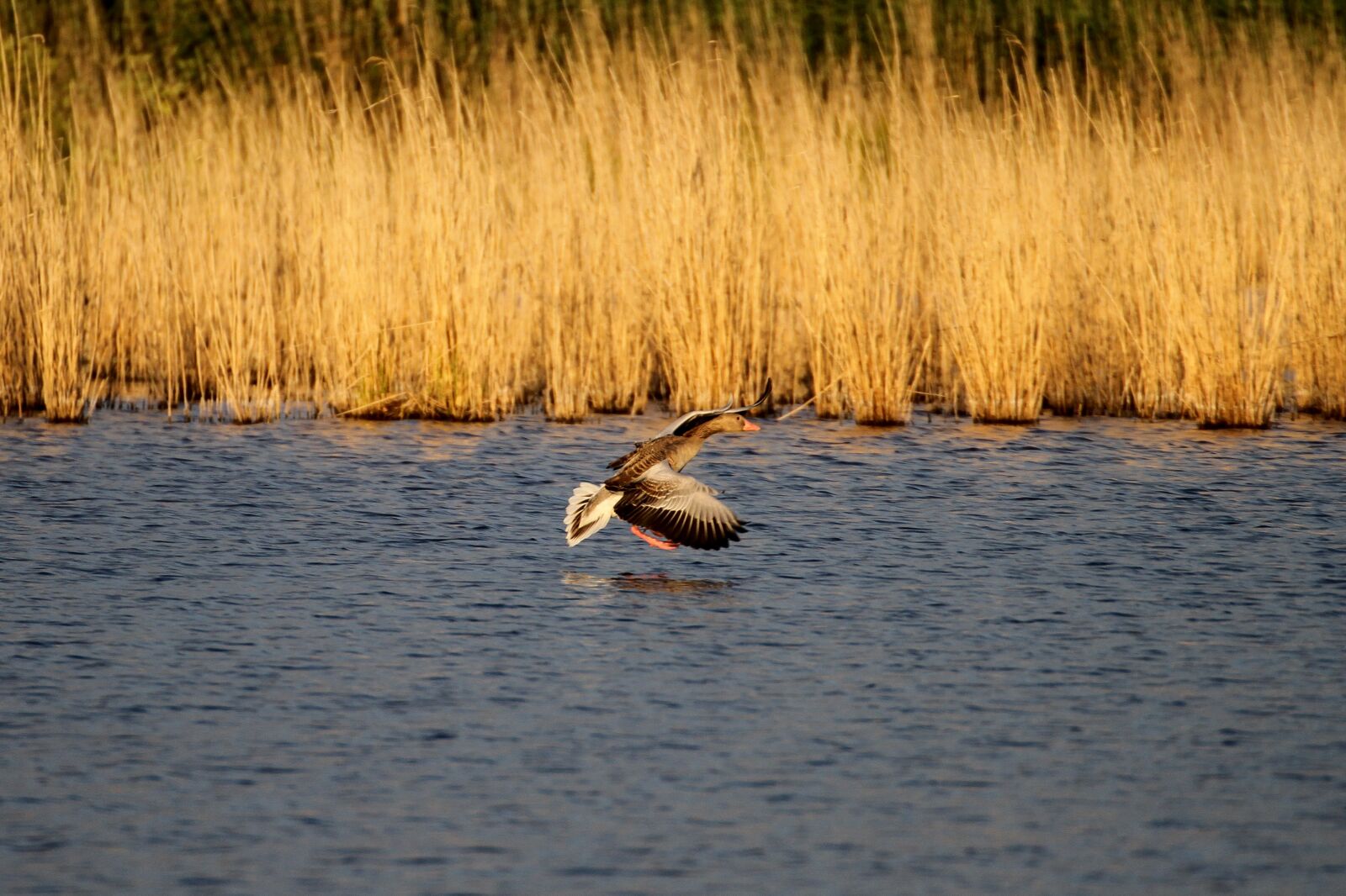 Canon EOS 7D sample photo. M ritz, mecklenburgische seenplatte photography