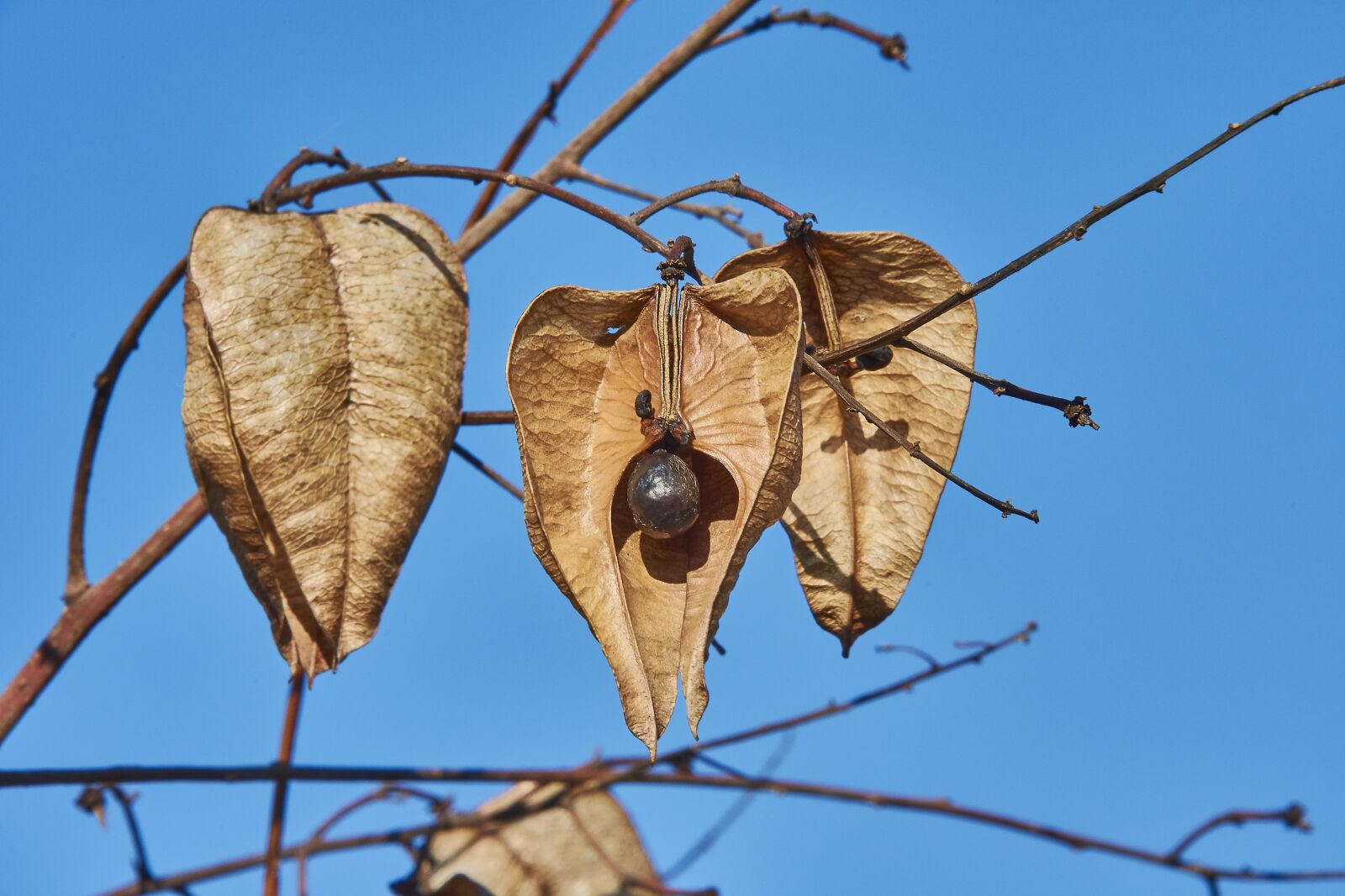 Nikon D7200 sample photo. Leaves, shrubs, plant photography