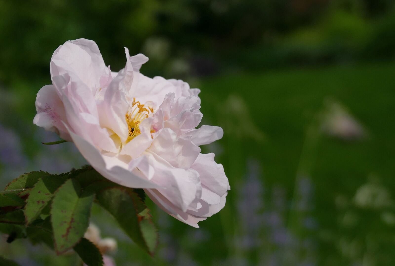 Panasonic Lumix DMC-FZ1000 sample photo. Rose, garden, flower photography