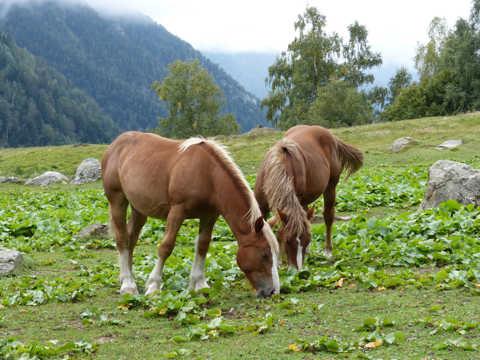 Panasonic DMC-FZ62 sample photo. Horses, pacer, prado photography