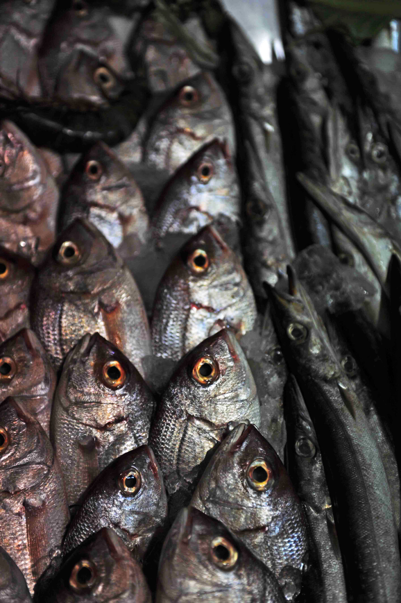 Nikon D3S sample photo. Catch, fish, food, fresh photography