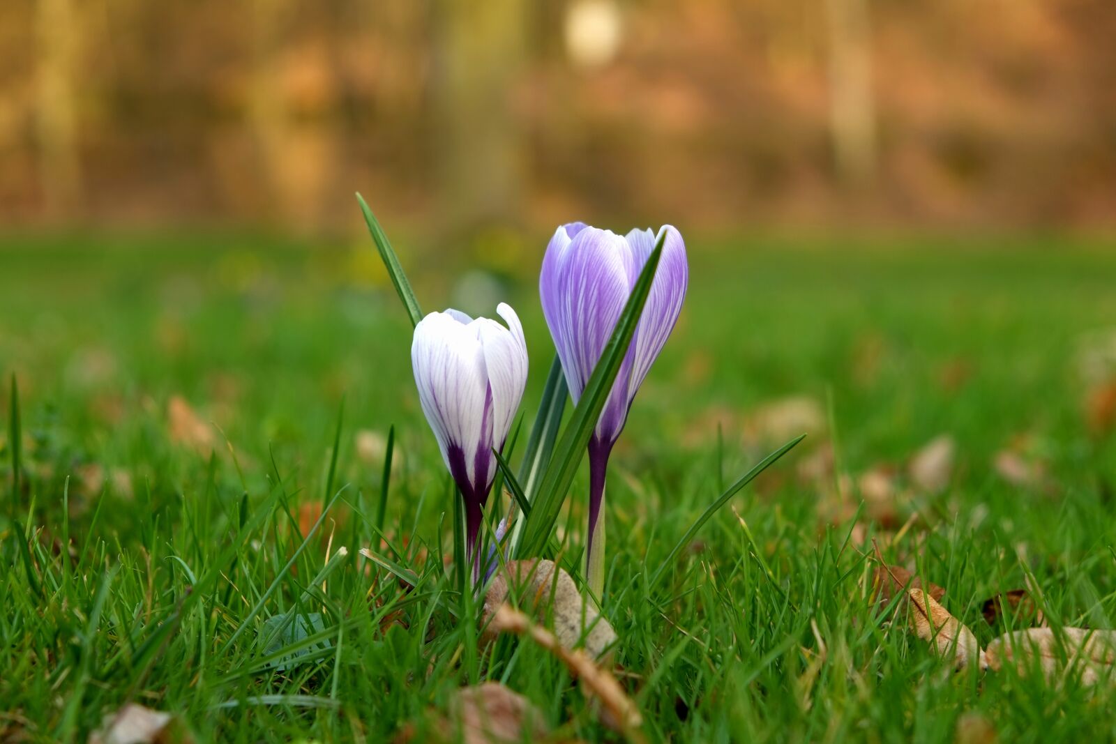 Fujifilm X-E1 sample photo. Crocus, flower, spring photography