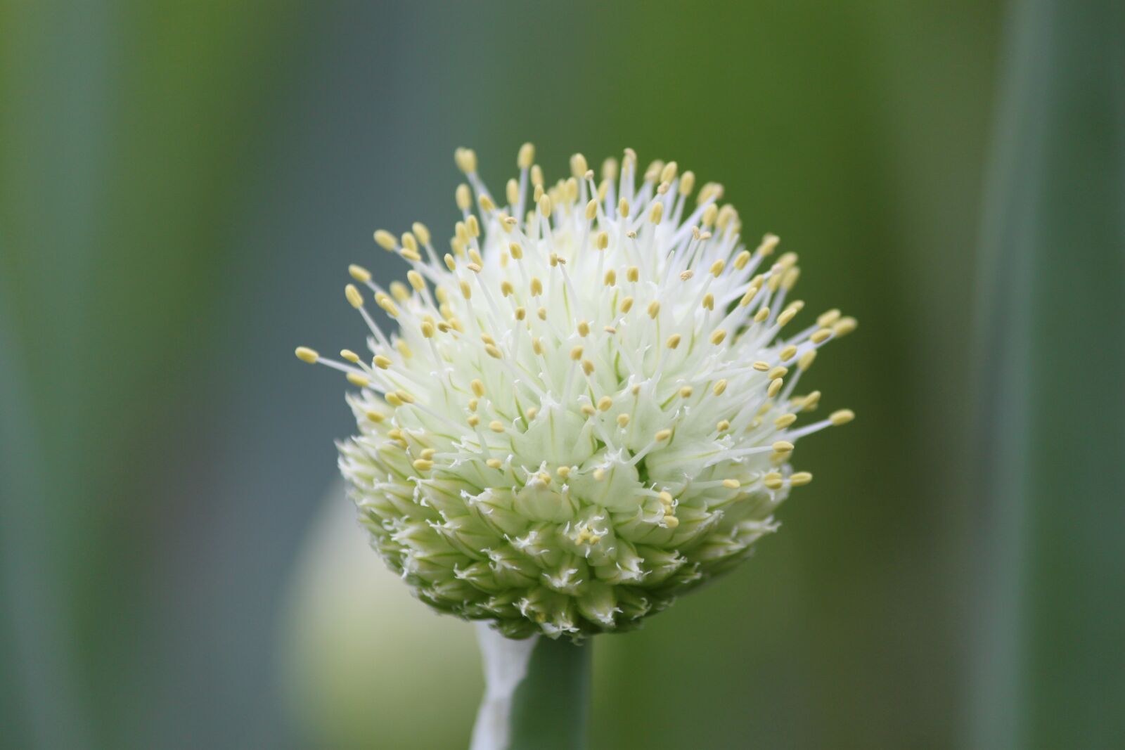 Canon EOS 500D (EOS Rebel T1i / EOS Kiss X3) sample photo. Green onion, onion just photography
