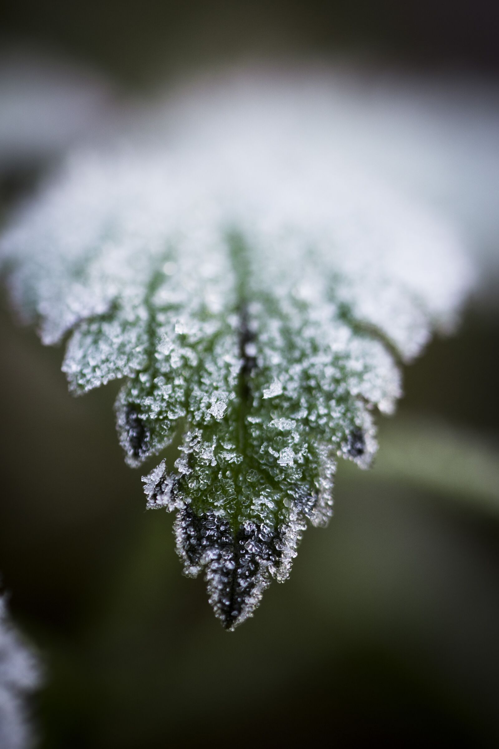 Sony a6000 sample photo. Frost, leaf, macro photography