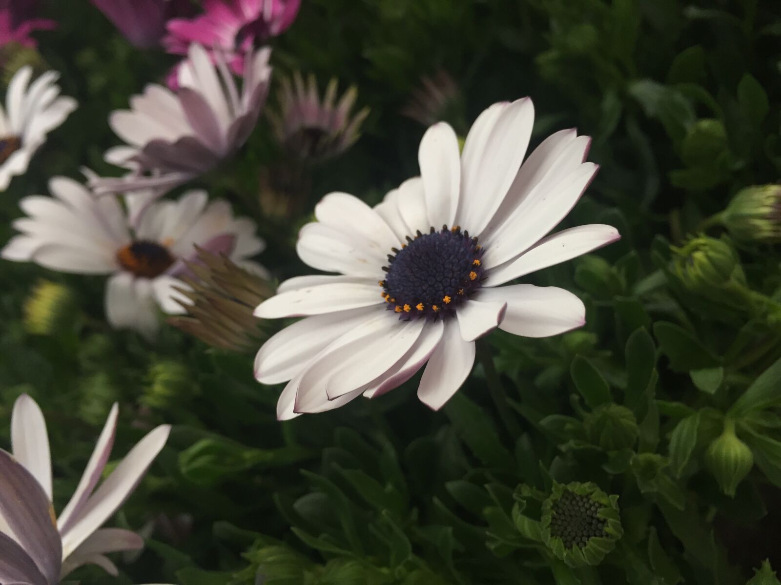 Apple iPhone 6 sample photo. Flower, plant, nature photography