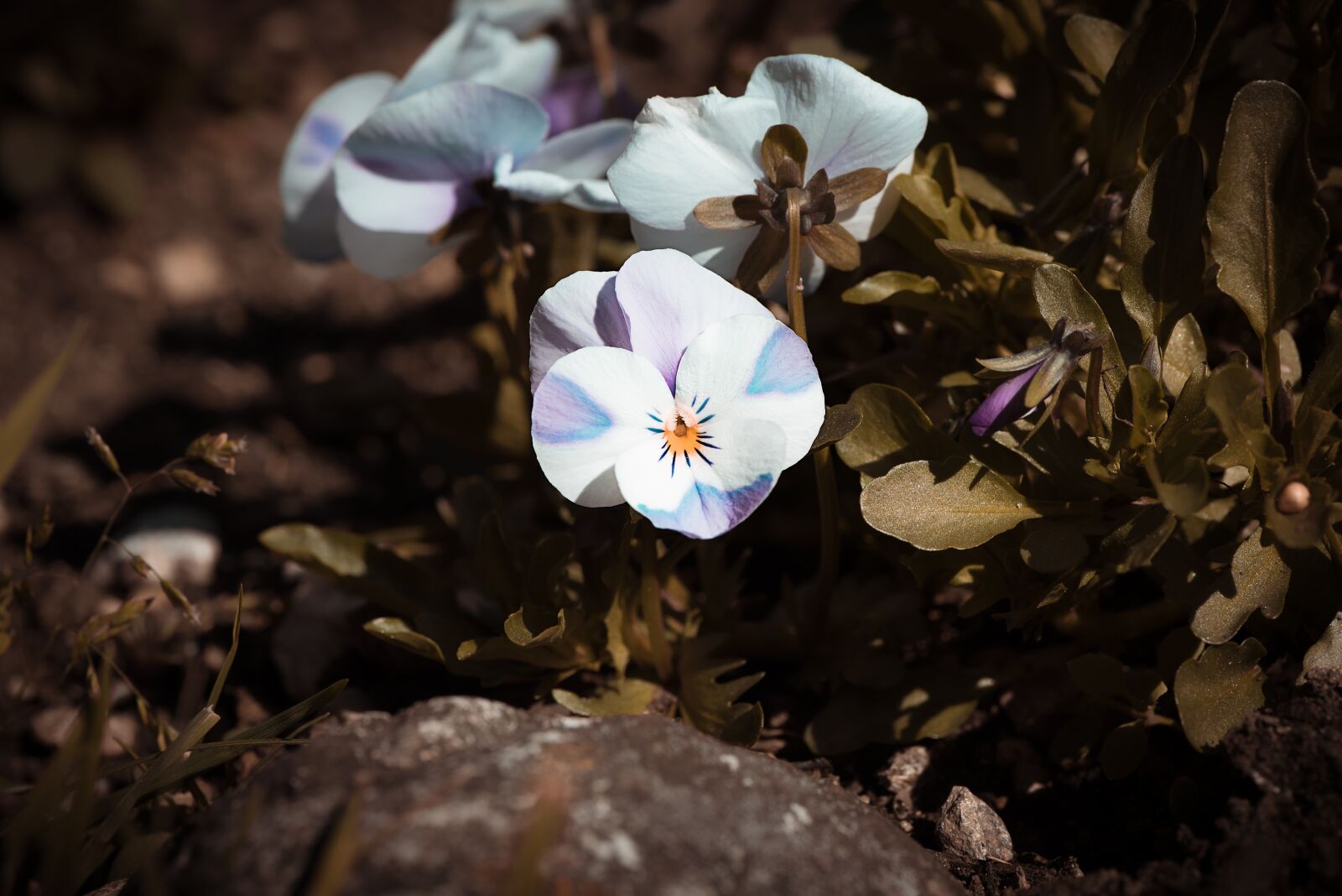 Nikon D750 sample photo. Violet, pansy, white photography
