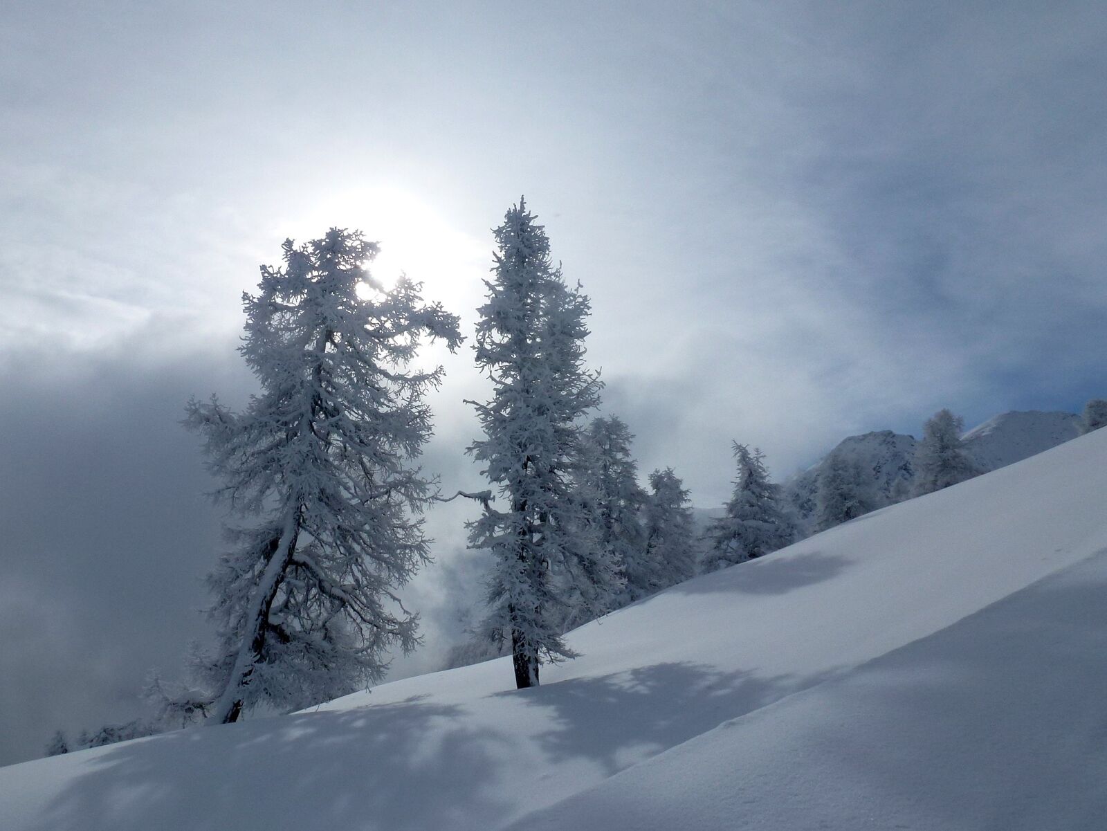 Panasonic Lumix DMC-ZS10 (Lumix DMC-TZ20 / Lumix DMC-TZ22) sample photo. Trees, gel, snow photography
