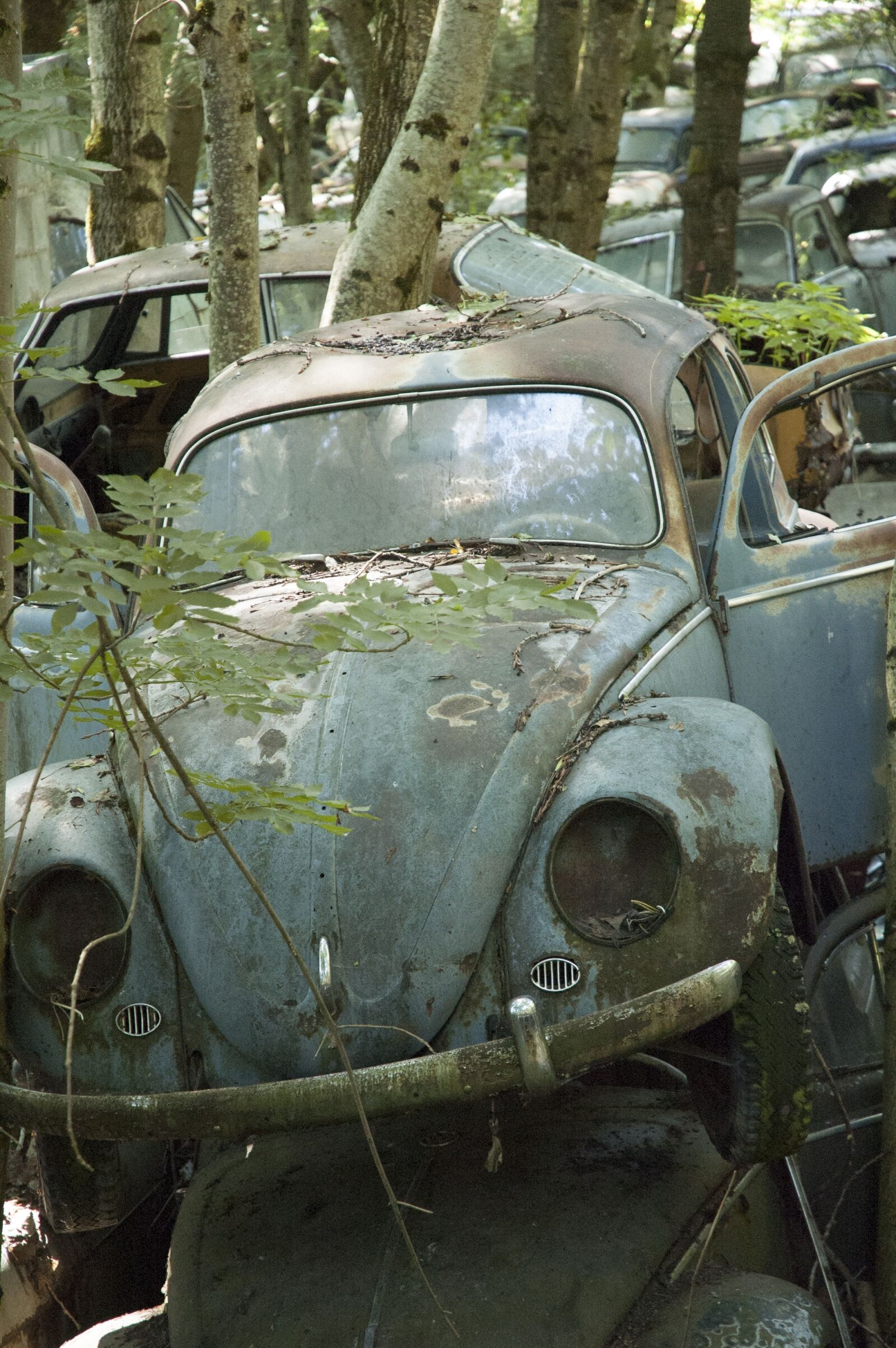 Nikon D70 sample photo. Auto, car cemetery, oldtimer photography