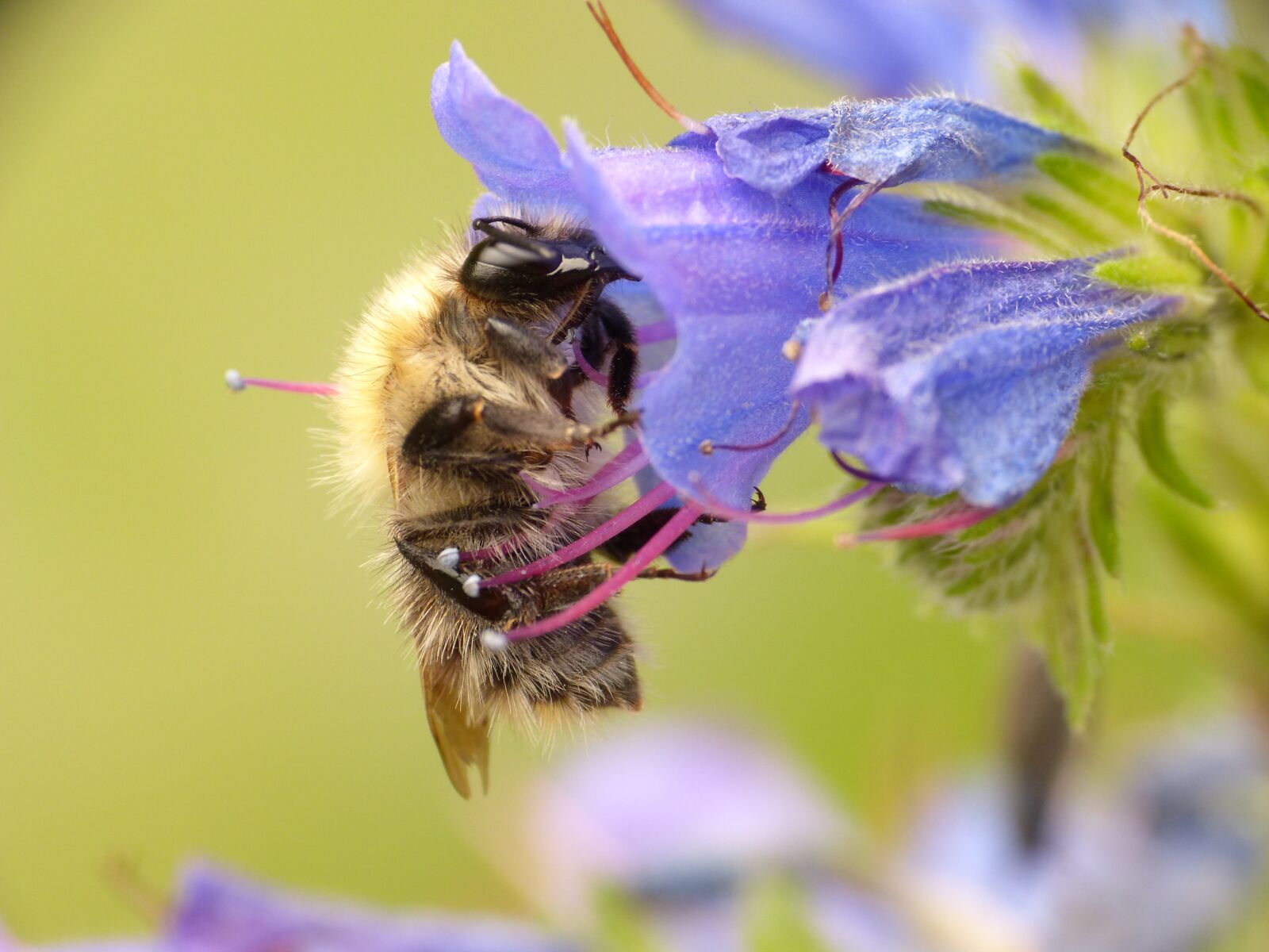 Panasonic DMC-FZ62 sample photo. Bee, wasp, insect photography