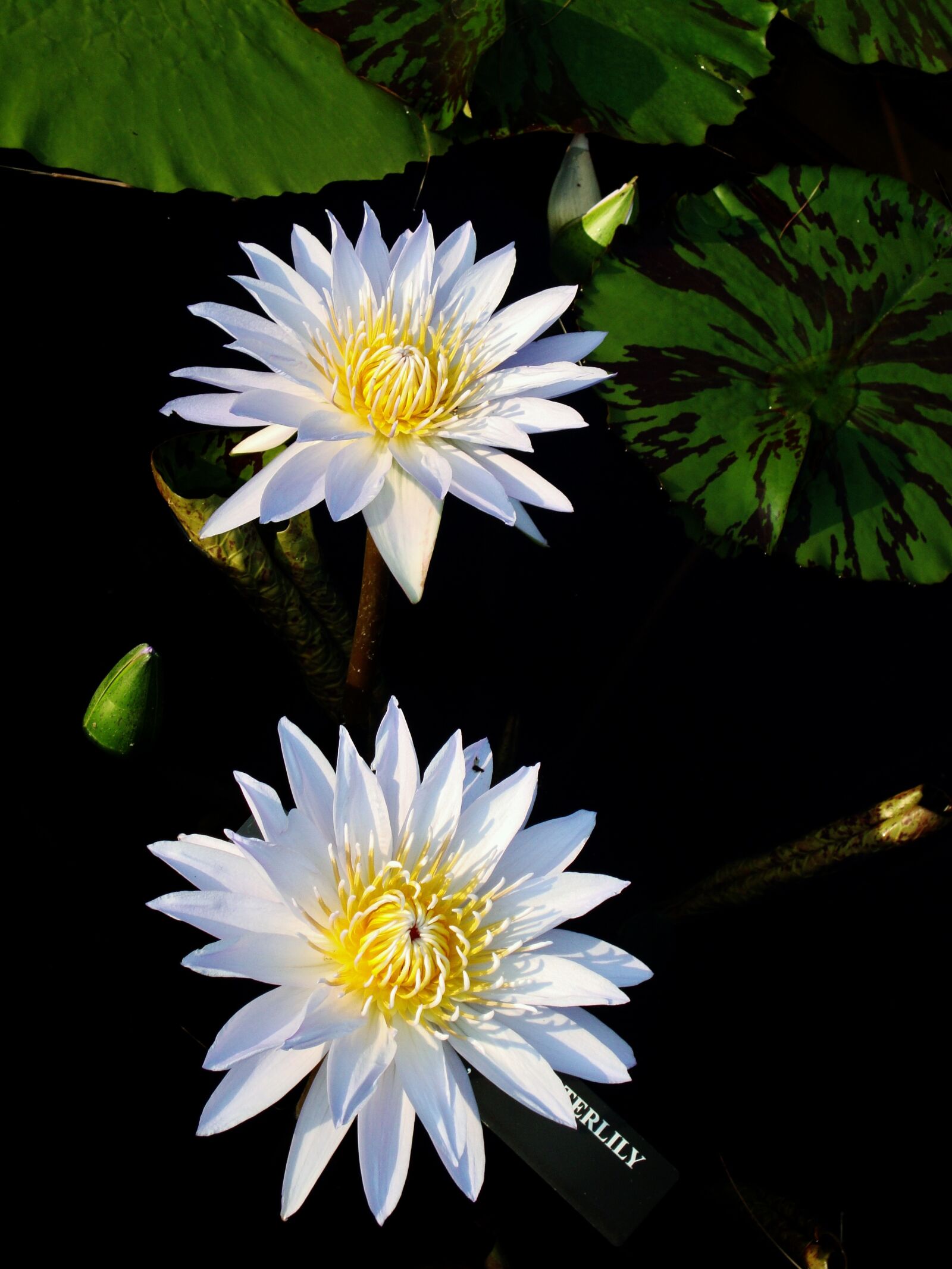 Sony Cyber-shot DSC-W220 sample photo. Nature, flower, flora photography