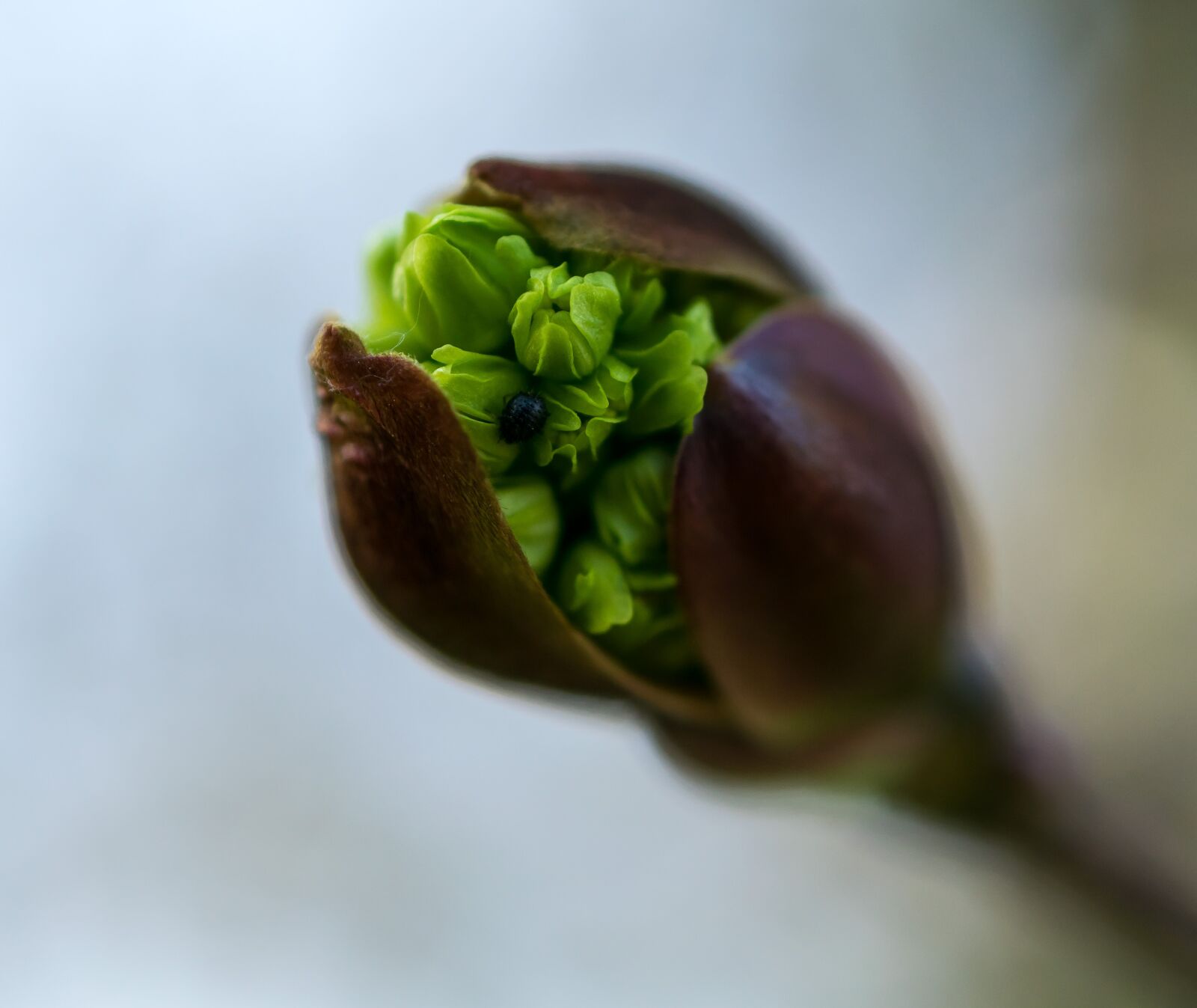 Nikon D5300 sample photo. Blossom, bloom, bud photography