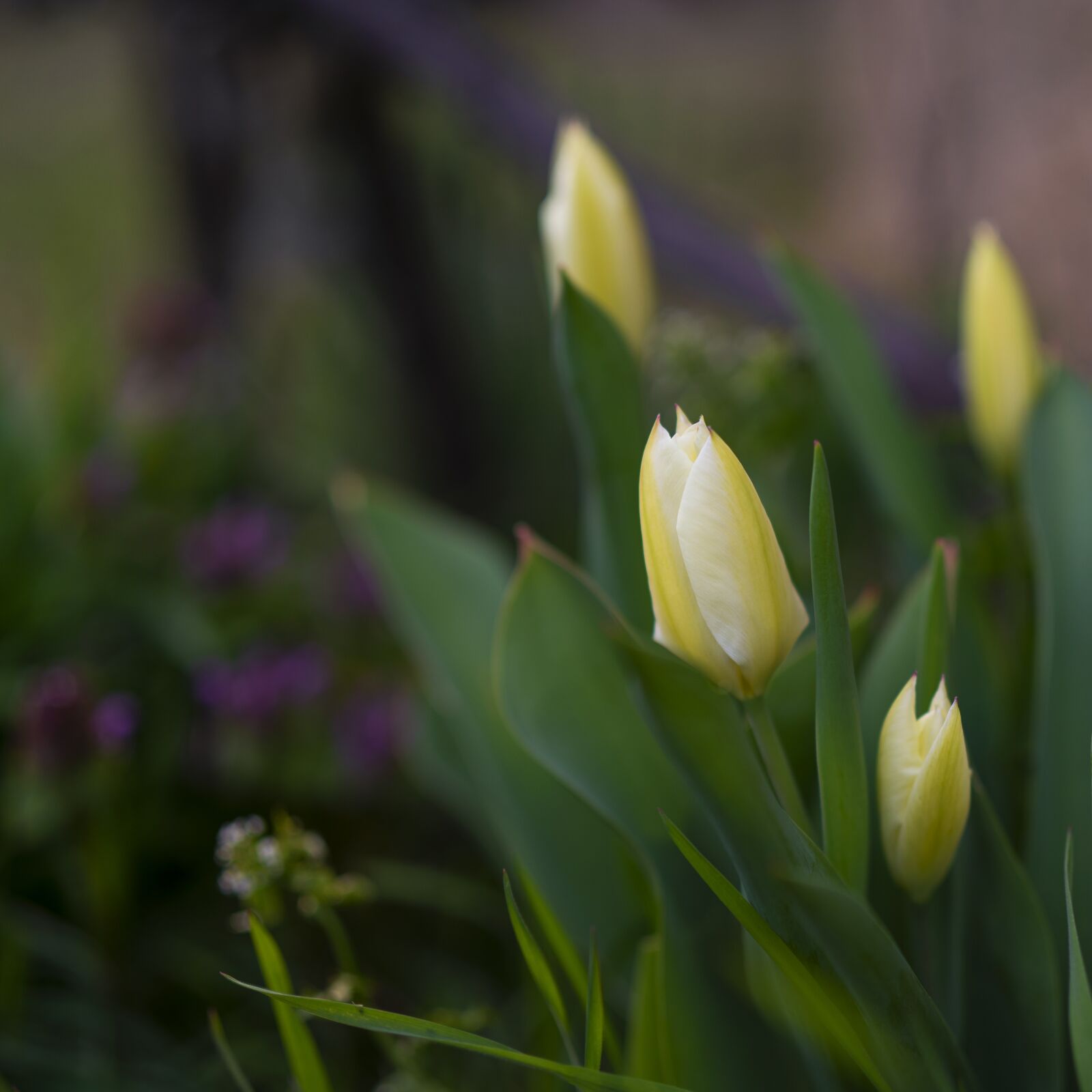 Sony Planar T* FE 50mm F1.4 ZA sample photo. Spring, tulips, flowers photography