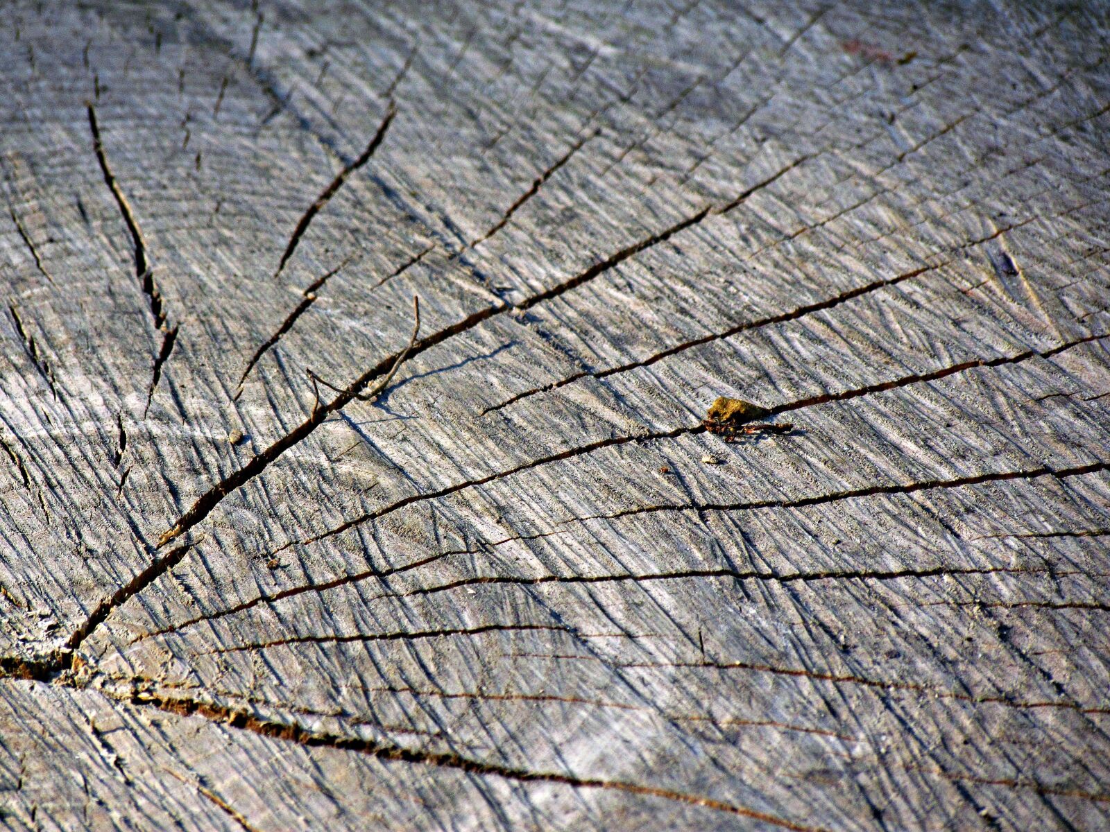 Canon PowerShot SX30 IS sample photo. Trunk, tree, jar photography