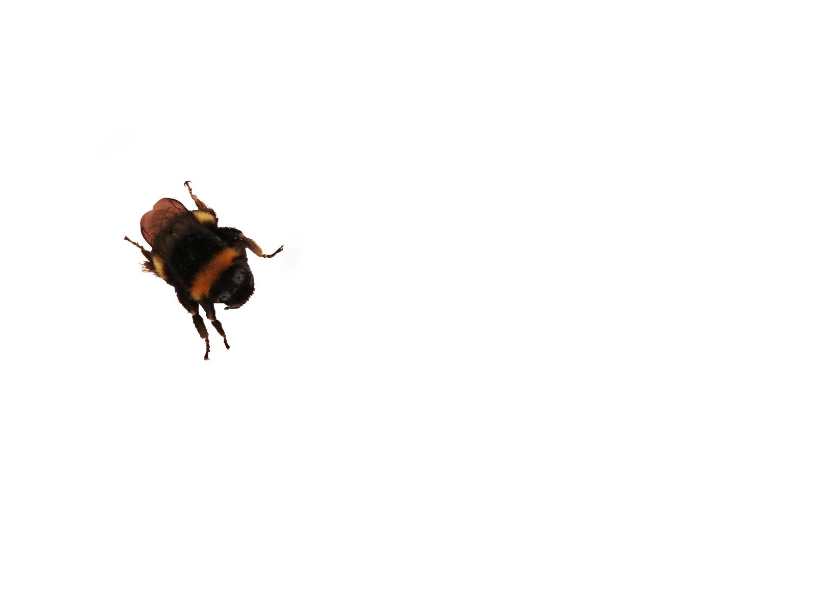 HUAWEI RNE-L21 sample photo. Bumblebee, hummel, transparent photography
