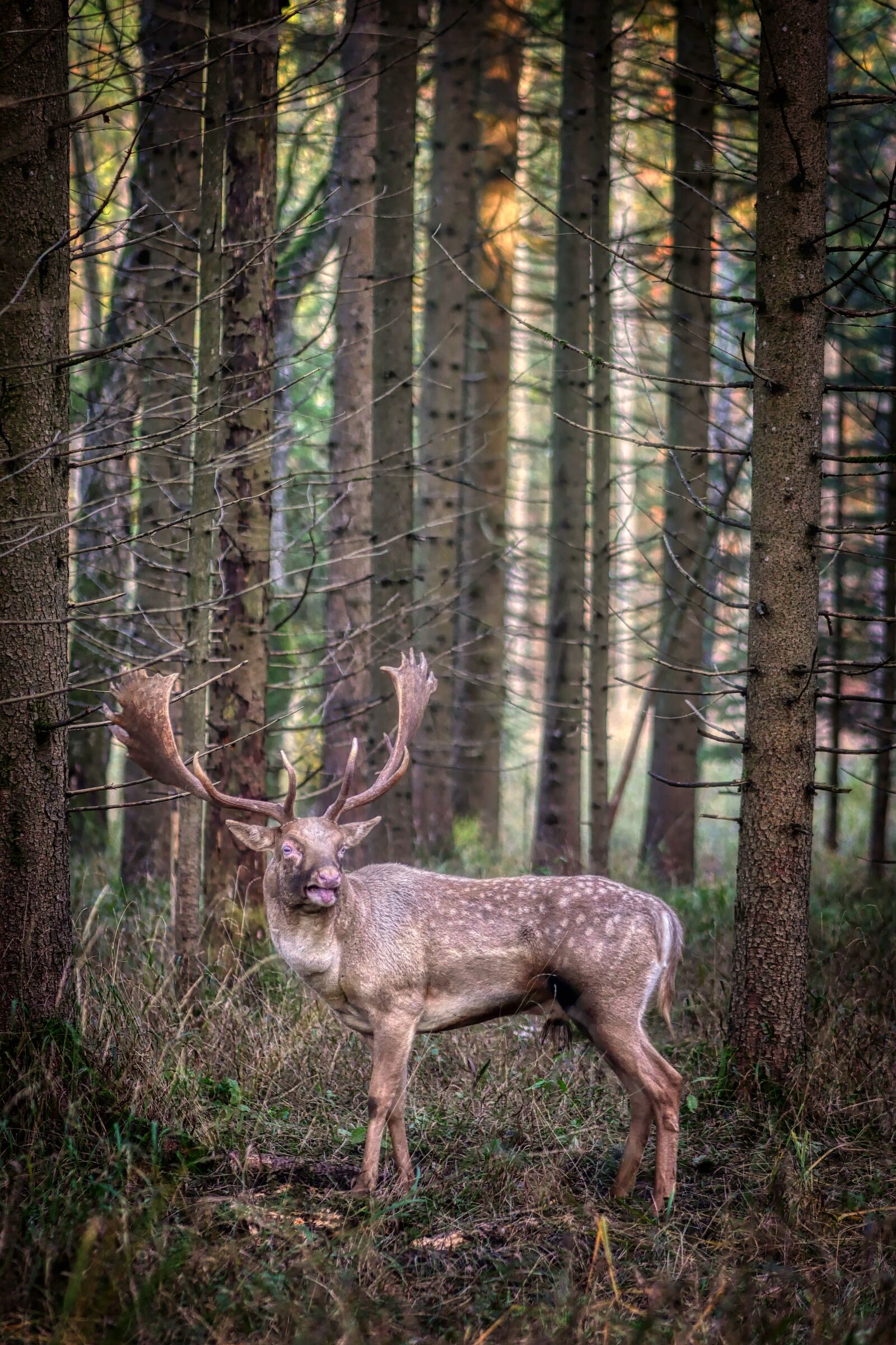 Panasonic Lumix DMC-GX8 sample photo. Hirsch, forest, nature photography
