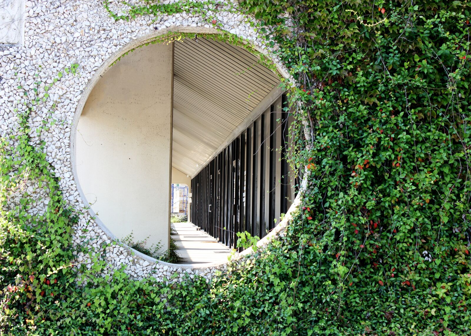 Canon EOS 550D (EOS Rebel T2i / EOS Kiss X4) sample photo. Hole in wall, vines photography