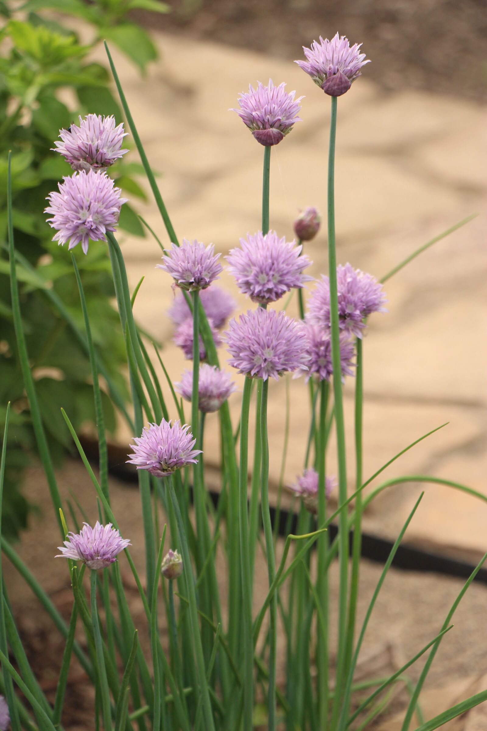 Canon EOS 650D (EOS Rebel T4i / EOS Kiss X6i) + Canon EF-S 18-135mm F3.5-5.6 IS STM sample photo. Purple, flower, chives photography