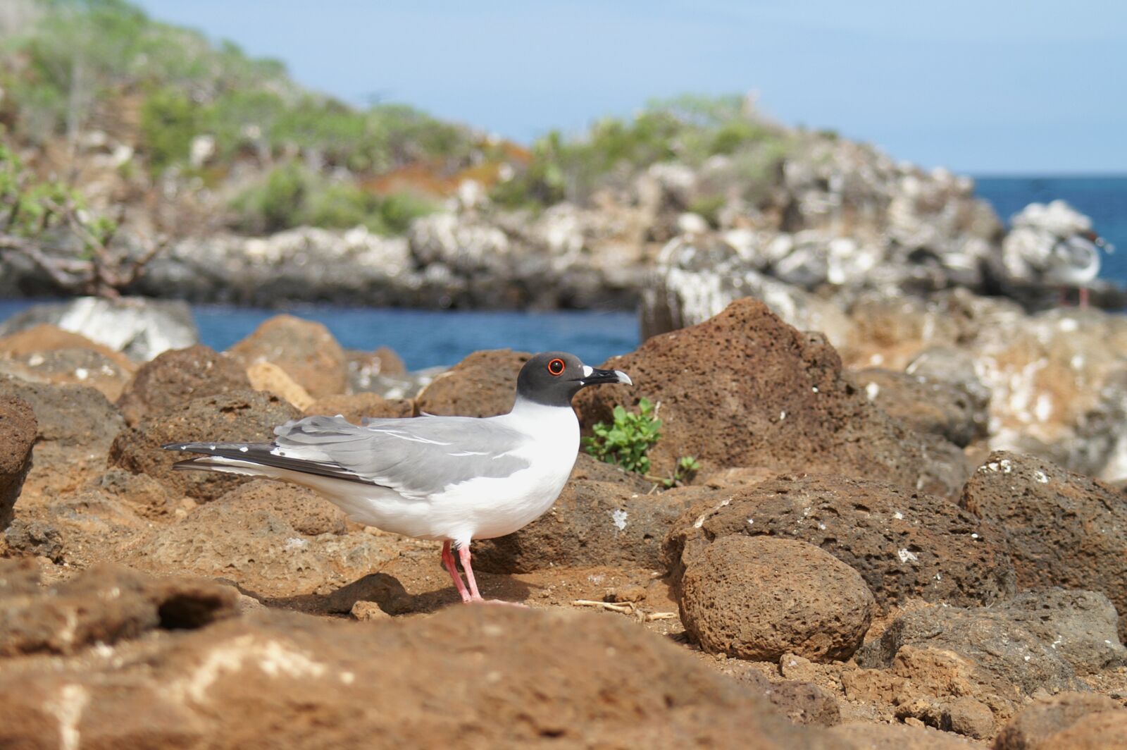 KONICA MINOLTA DYNAX 7D sample photo. Gabelschwanzmöve, galapagos, ecuador photography