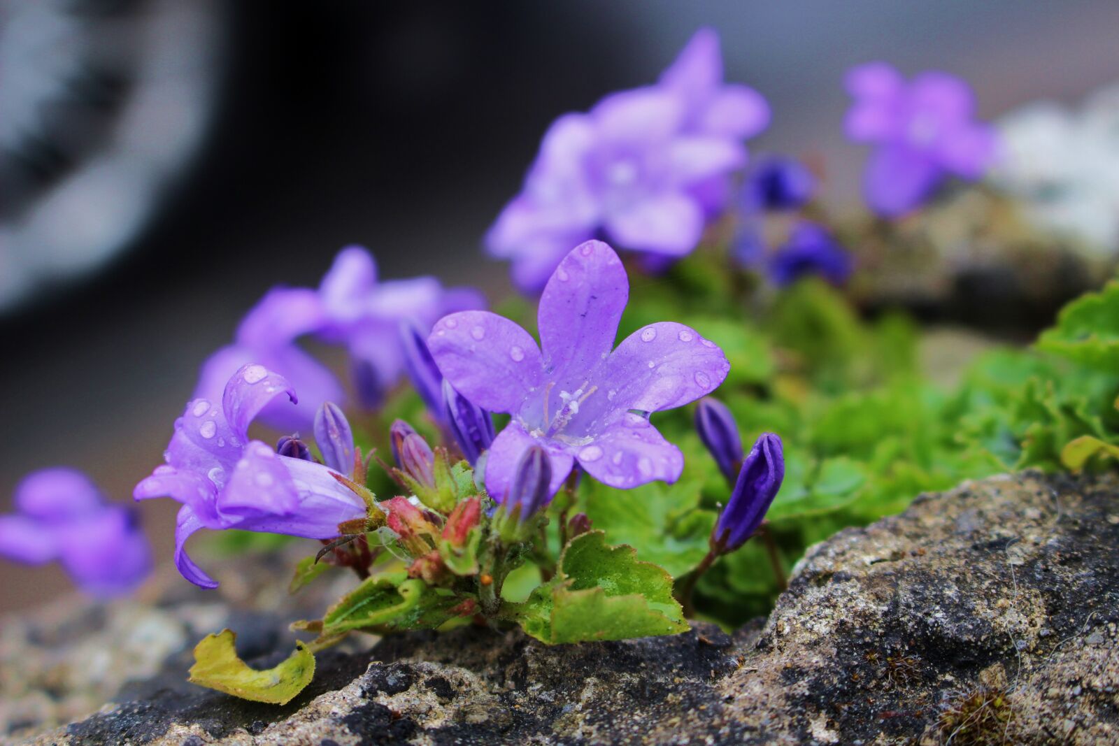 Canon EOS 100D (EOS Rebel SL1 / EOS Kiss X7) sample photo. Flowers, nature, blue photography