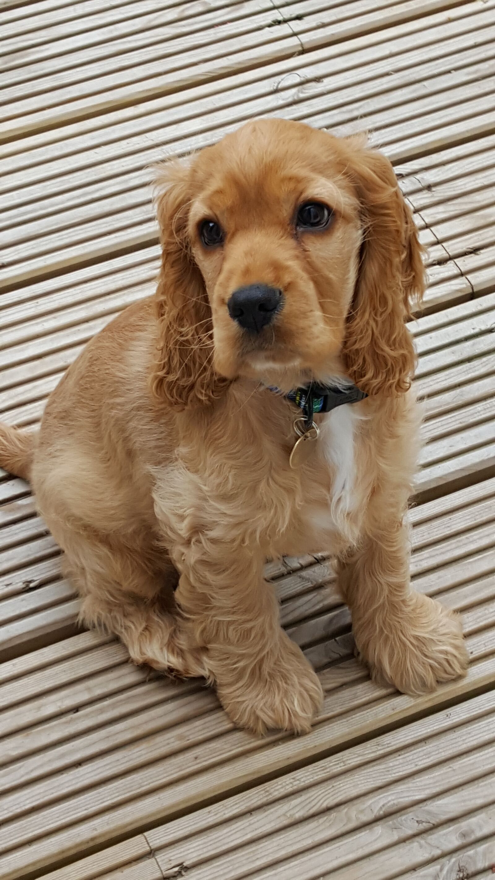 Samsung GALAXY S6 edge sample photo. Dog, golden, cute photography