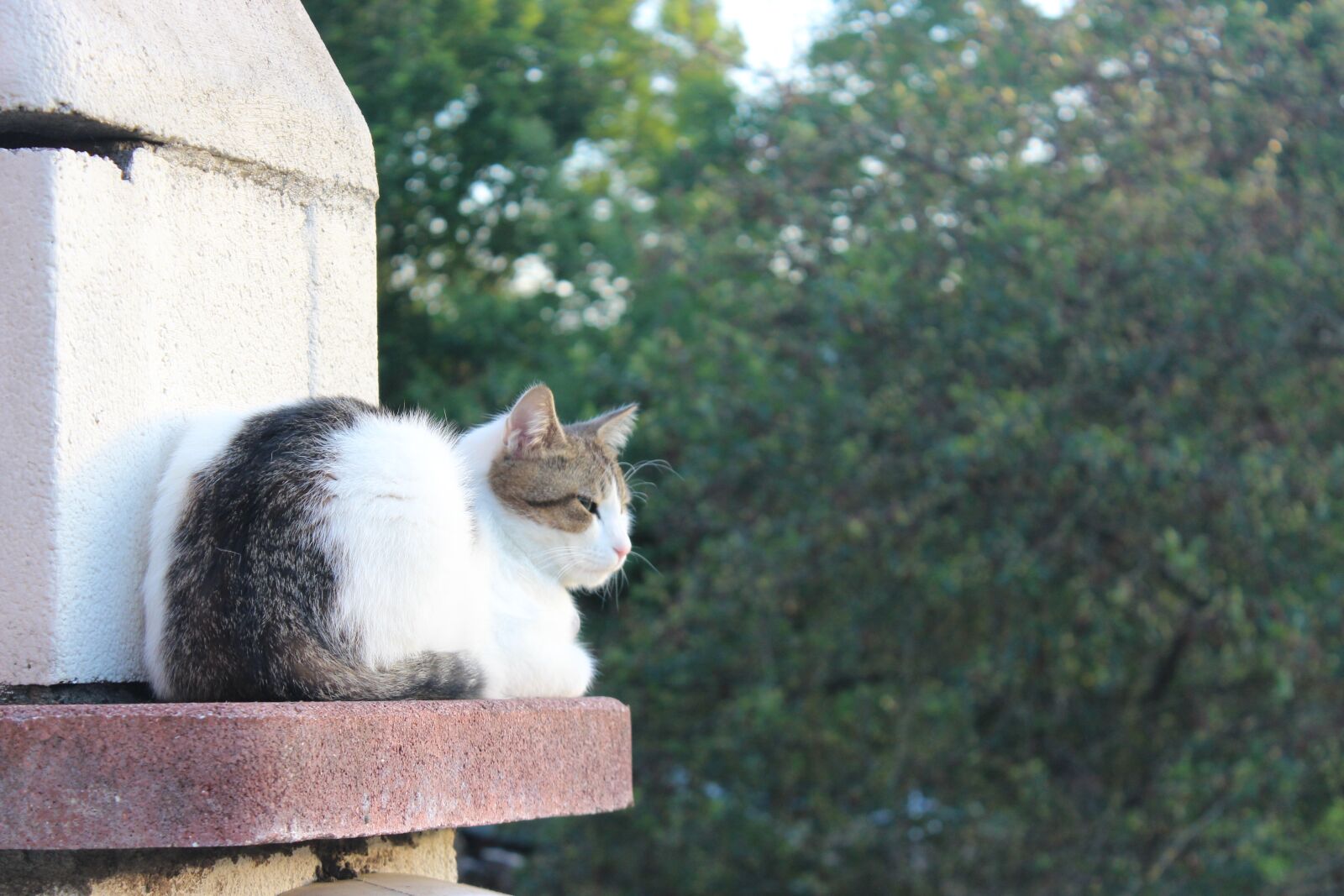 Canon EOS 600D (Rebel EOS T3i / EOS Kiss X5) sample photo. Cat, kitty, kitten photography