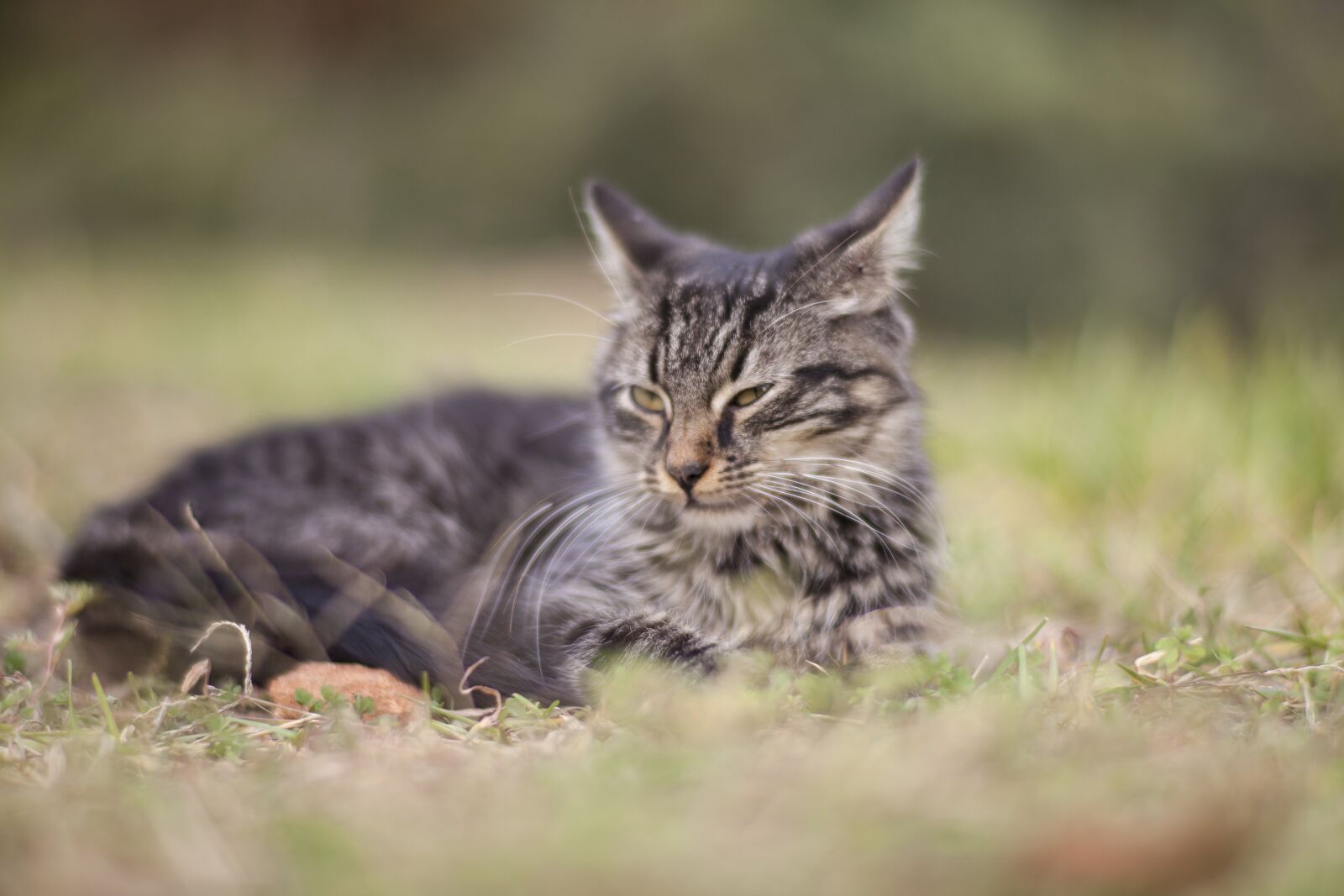 ZEISS Planar T* 85mm F1.4 sample photo. Cat, animal, grass photography