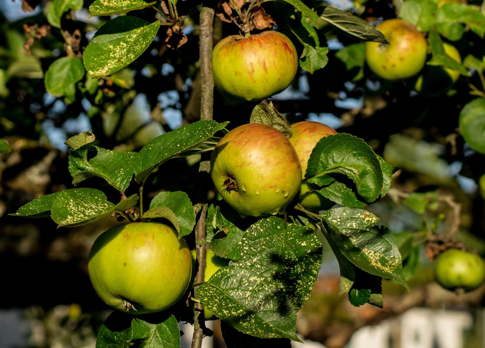 Sony SLT-A57 sample photo. Apple, ripe, apple tree photography