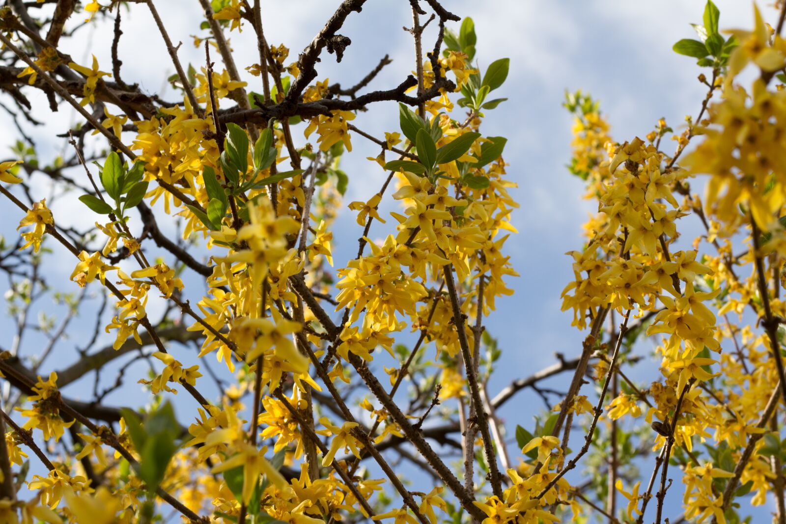 Canon EOS 700D (EOS Rebel T5i / EOS Kiss X7i) sample photo. Flower, yellow, golden rain photography