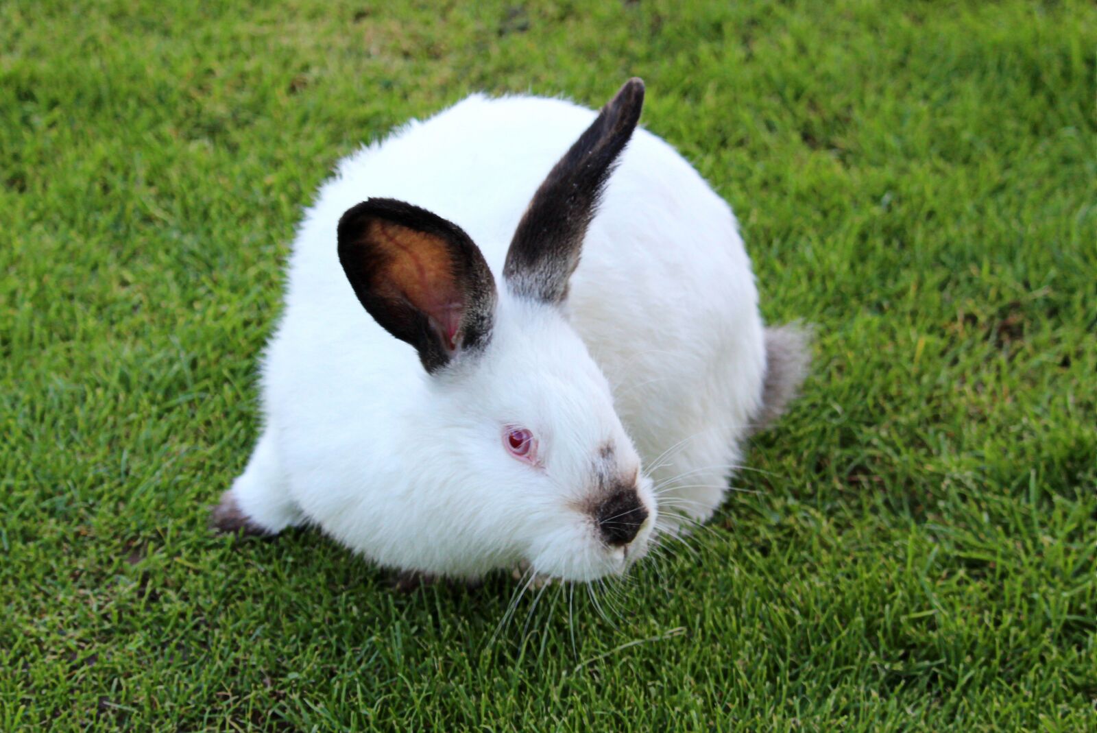 Canon EOS 1300D (EOS Rebel T6 / EOS Kiss X80) sample photo. The hare, rabbit, animals photography