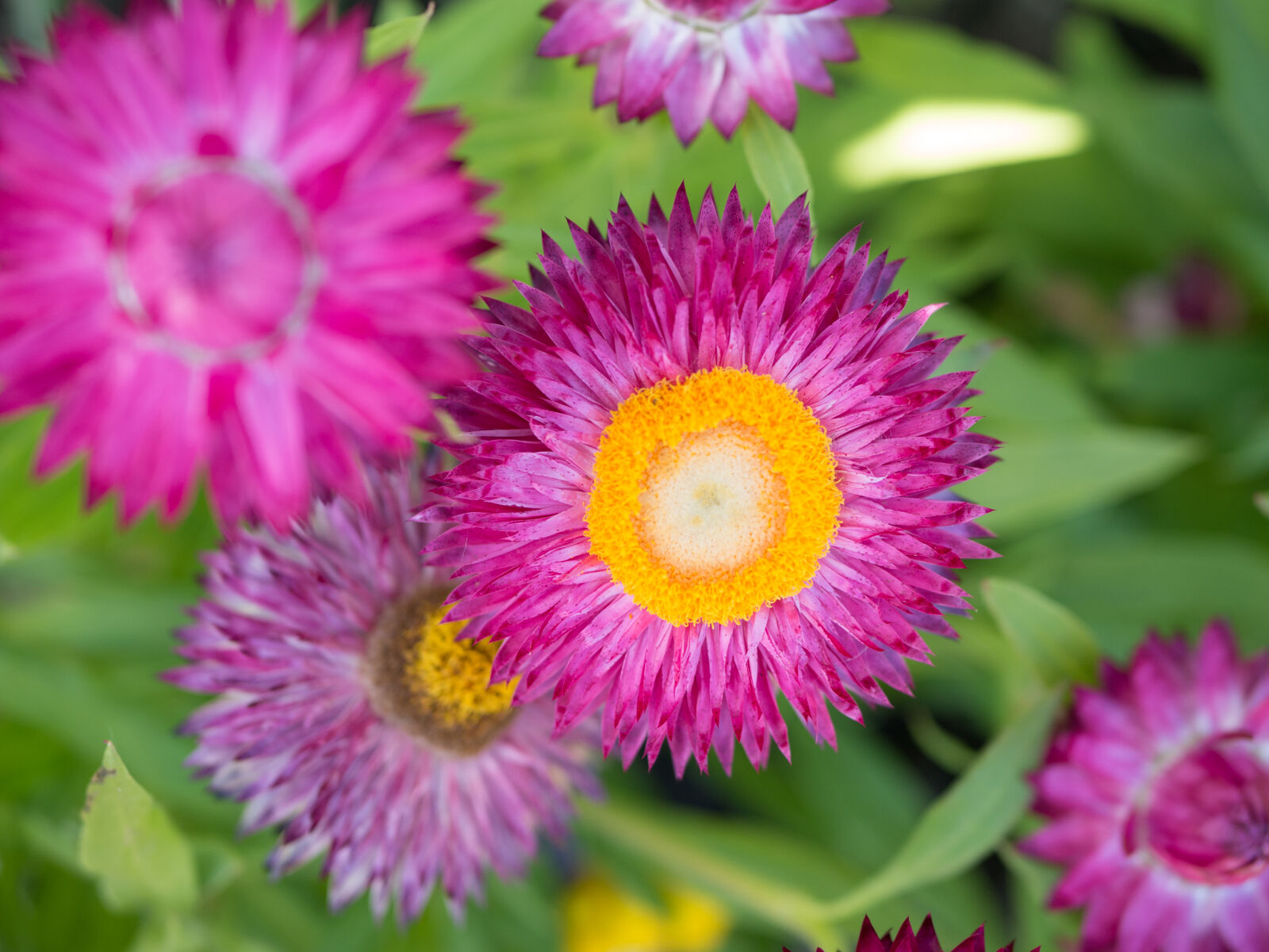 Panasonic Lumix DMC-G7 sample photo. Blurred, botanical, bright, flower photography