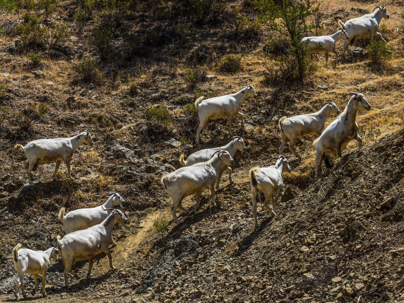 Nikon D3300 sample photo. Goats, forest, nature photography