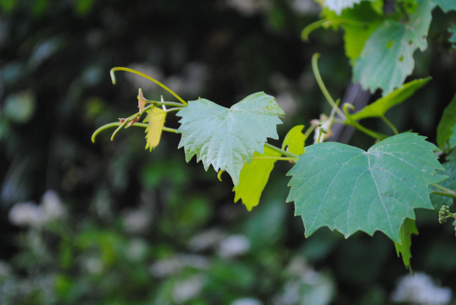 Nikon D3000 sample photo. Grape, vine, green photography