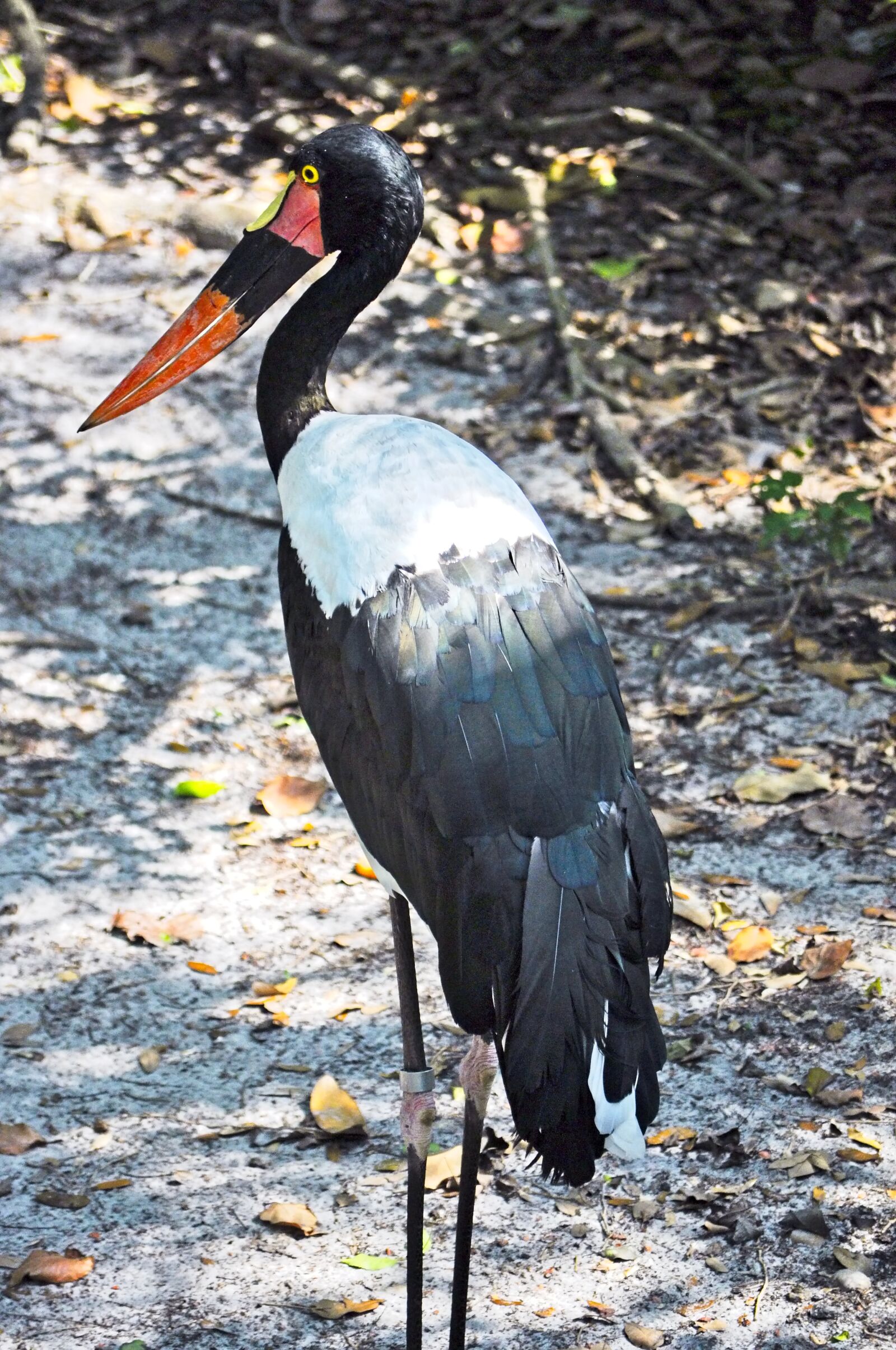 Nikon D5000 sample photo. Saddle-billed stork, bird, wildlife photography