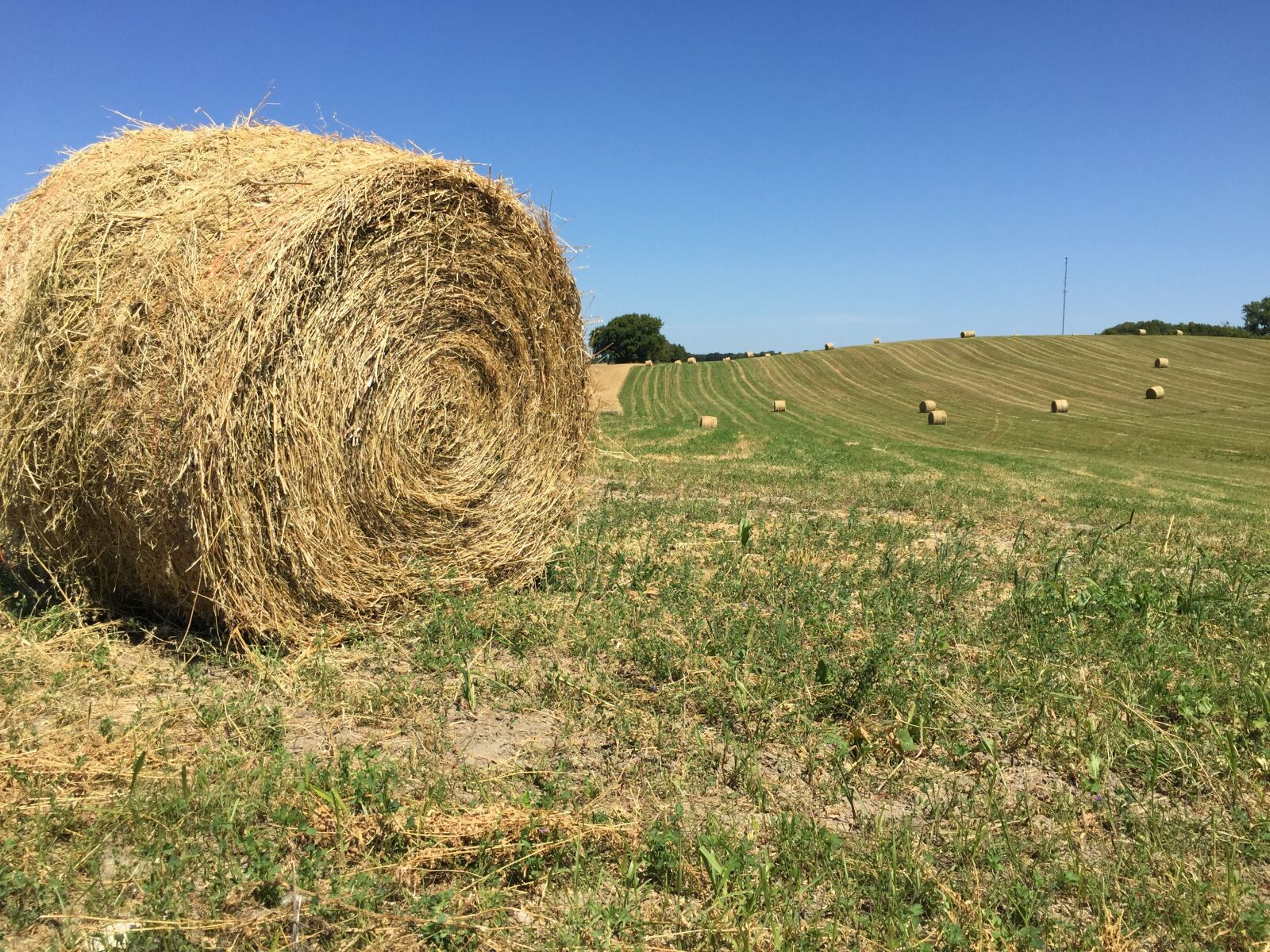 Apple iPhone 6 sample photo. Round hay bale, big photography