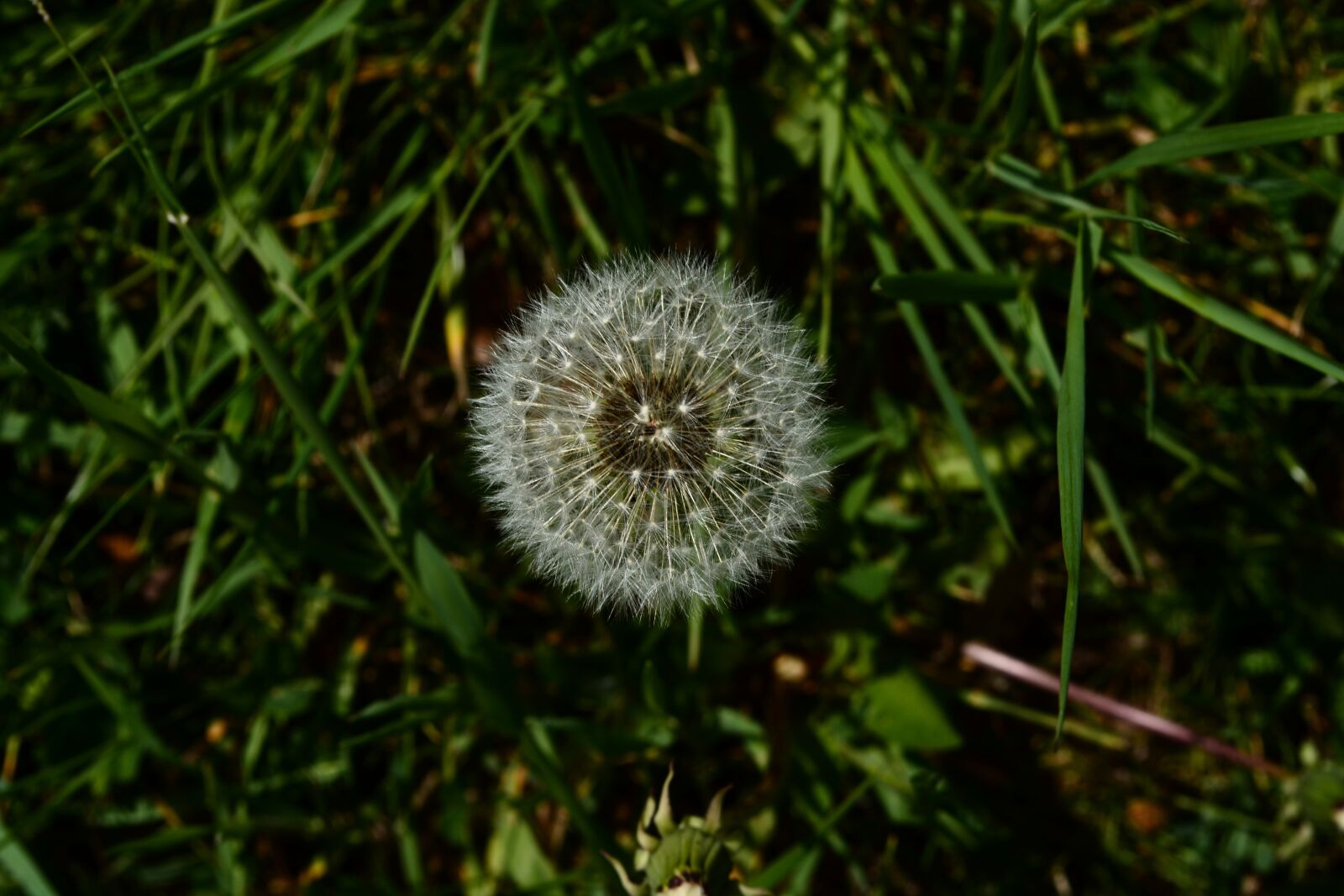 Nikon D5200 sample photo. Dandelion, meadow, nature photography