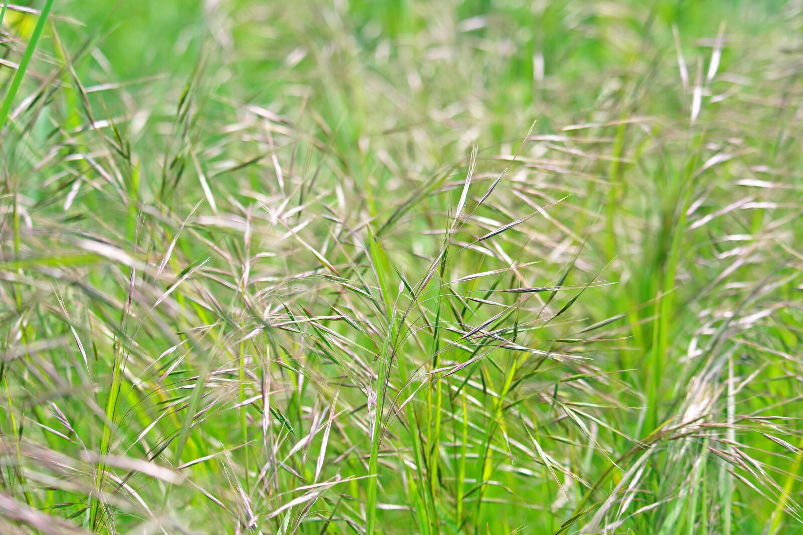 Canon EOS 700D (EOS Rebel T5i / EOS Kiss X7i) sample photo. Background, field, grass photography