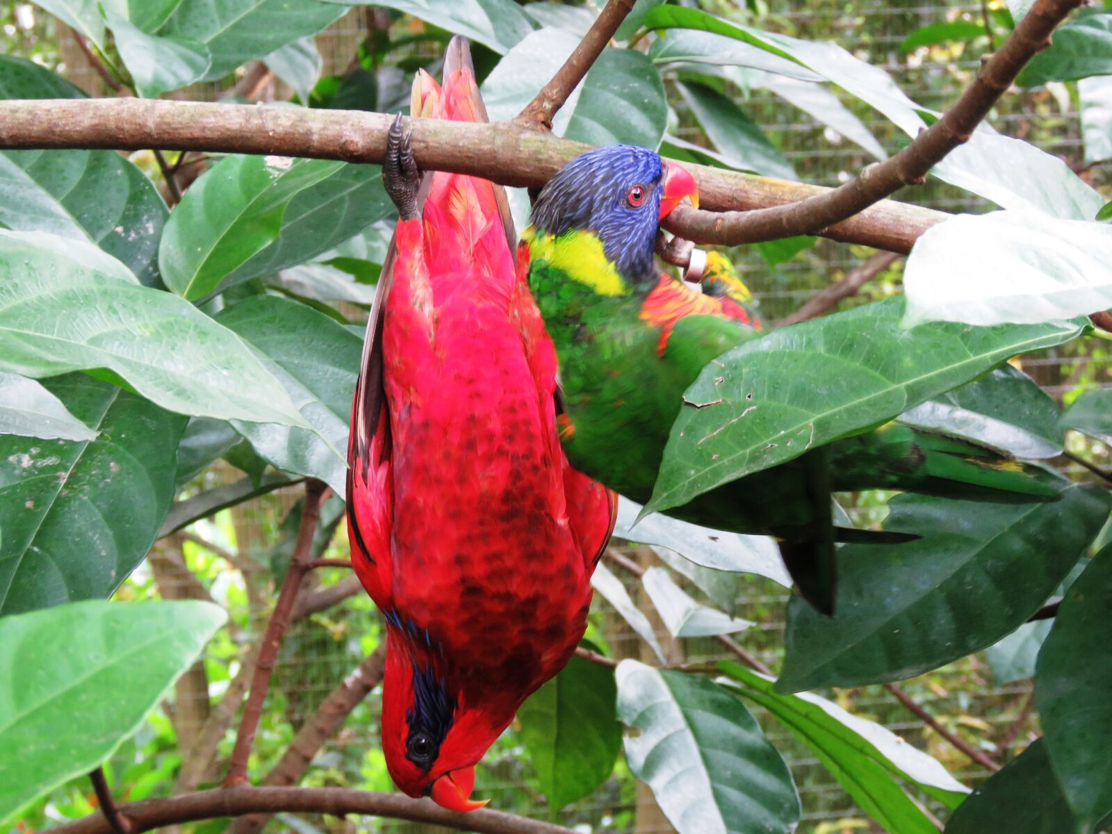Canon PowerShot SX60 HS sample photo. Parrot, love birds, beautiful photography