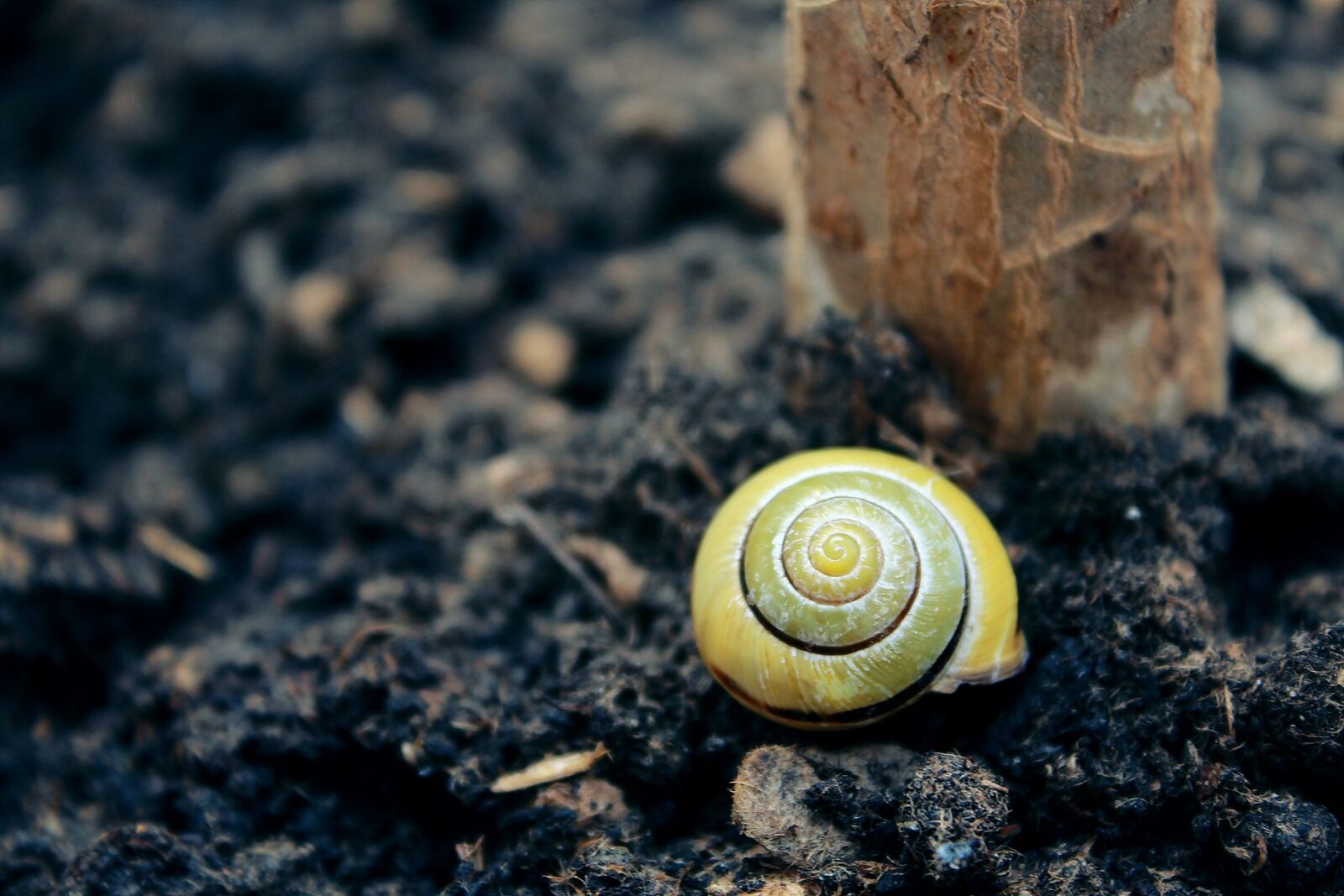Canon EOS 1200D (EOS Rebel T5 / EOS Kiss X70 / EOS Hi) sample photo. Snail, shell, mollusk photography