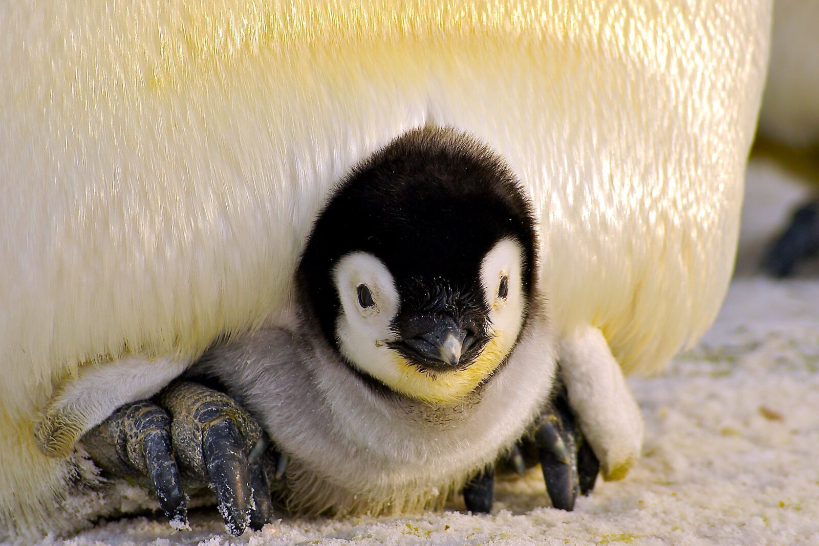 Pentax *ist DS sample photo. Penguin chick, baby bird photography