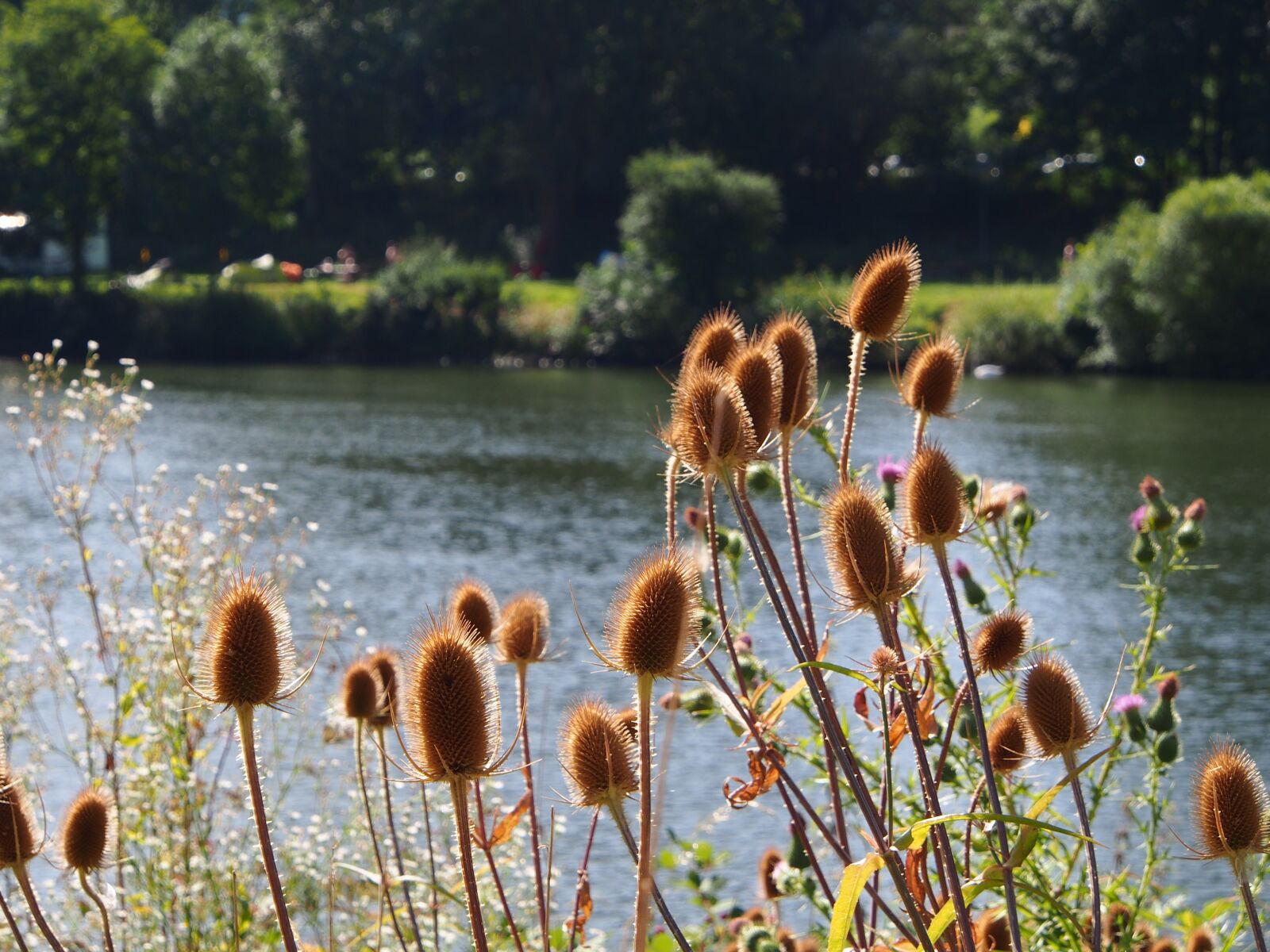 Olympus OM-D E-M5 sample photo. Neckar shore, vegetation, summer photography