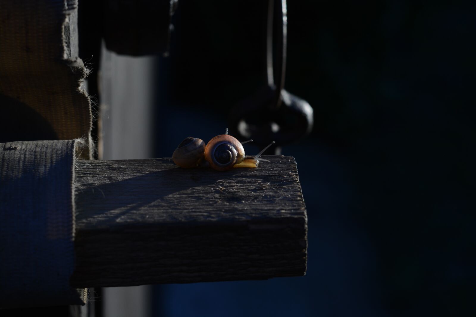 Nikon D7100 sample photo. Conch, worm, nature photography
