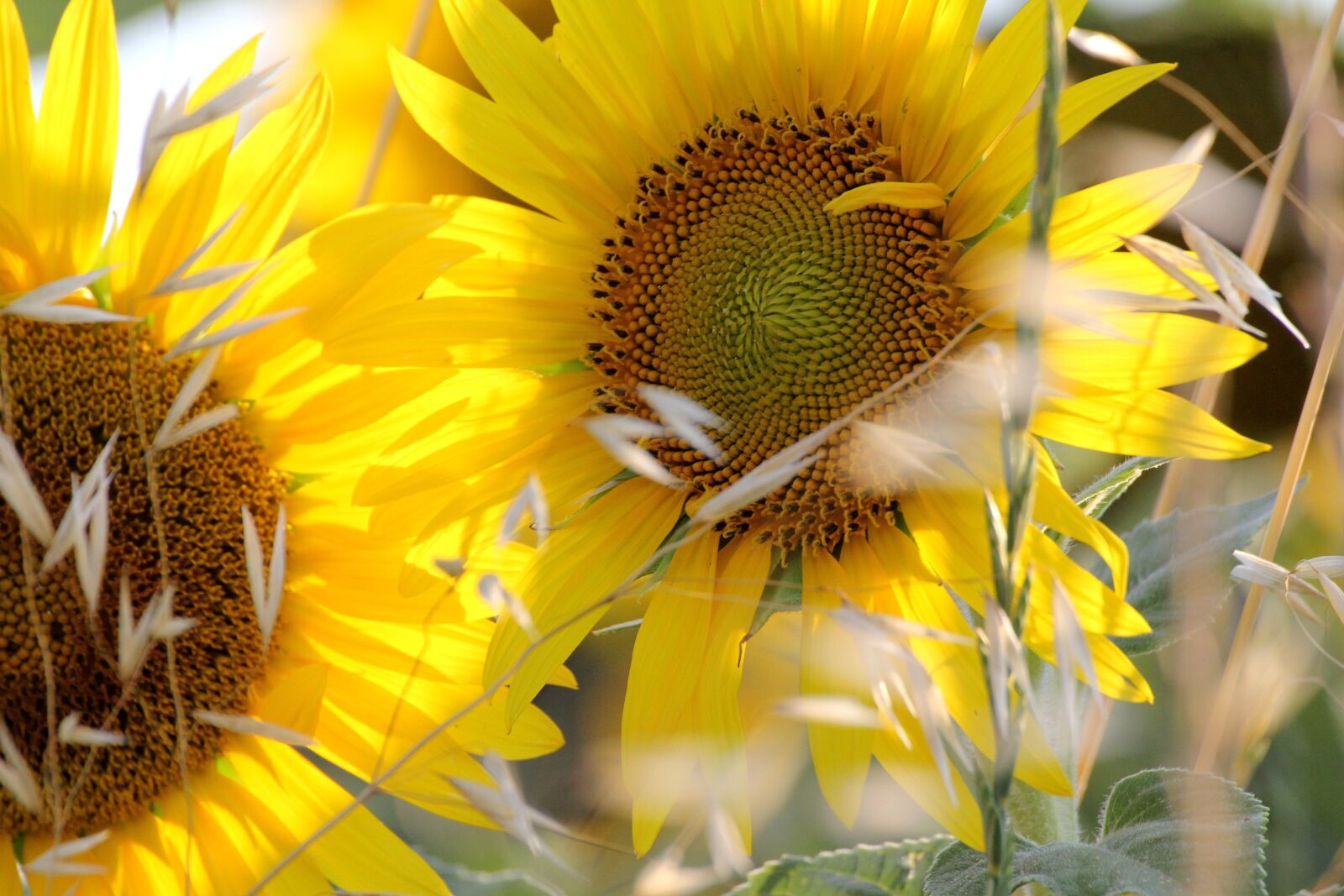 Canon EOS 550D (EOS Rebel T2i / EOS Kiss X4) sample photo. Sunflower, yellow, flower photography