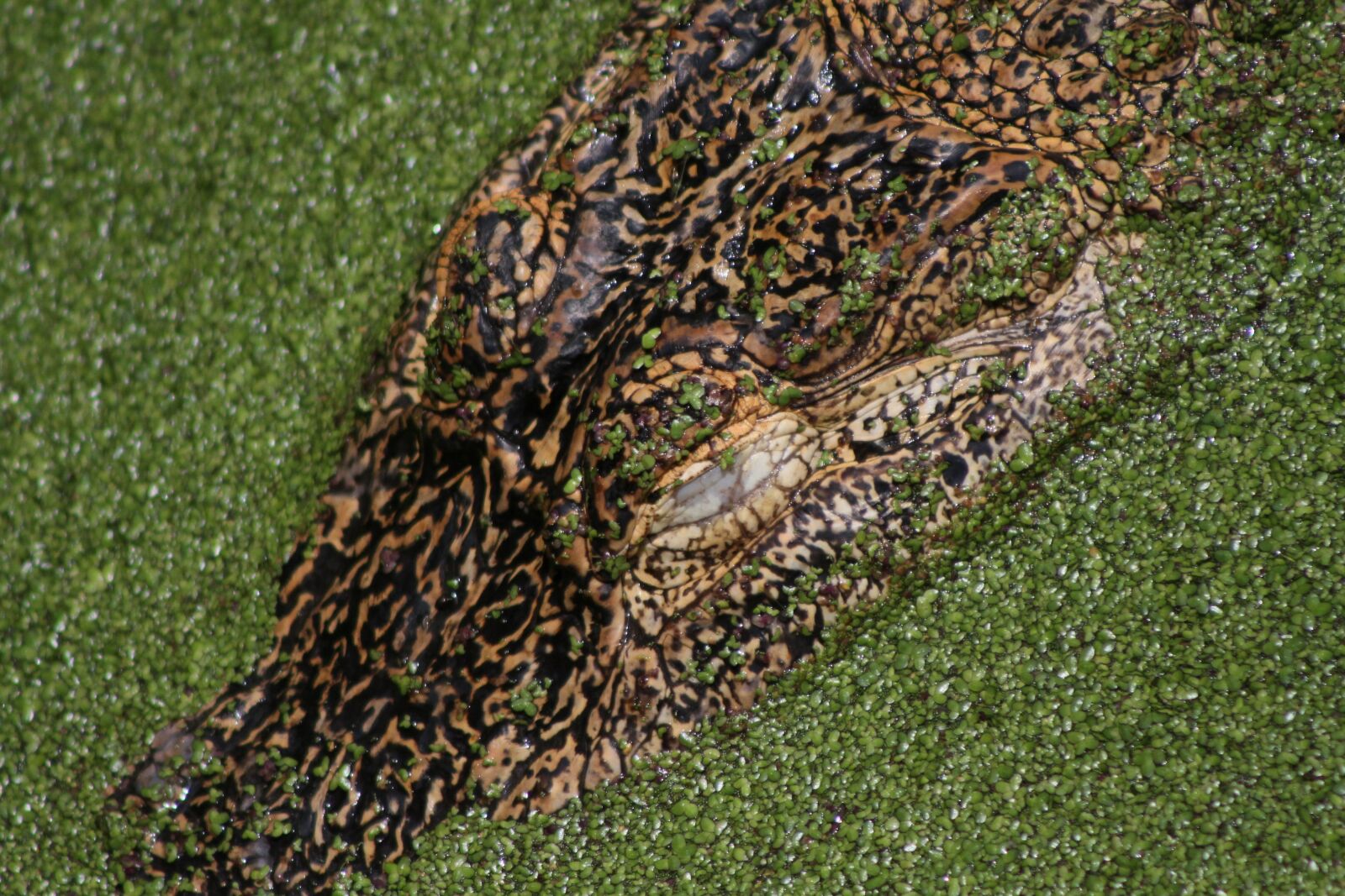 Canon EOS 7D sample photo. Reptile, crocodile, predator photography