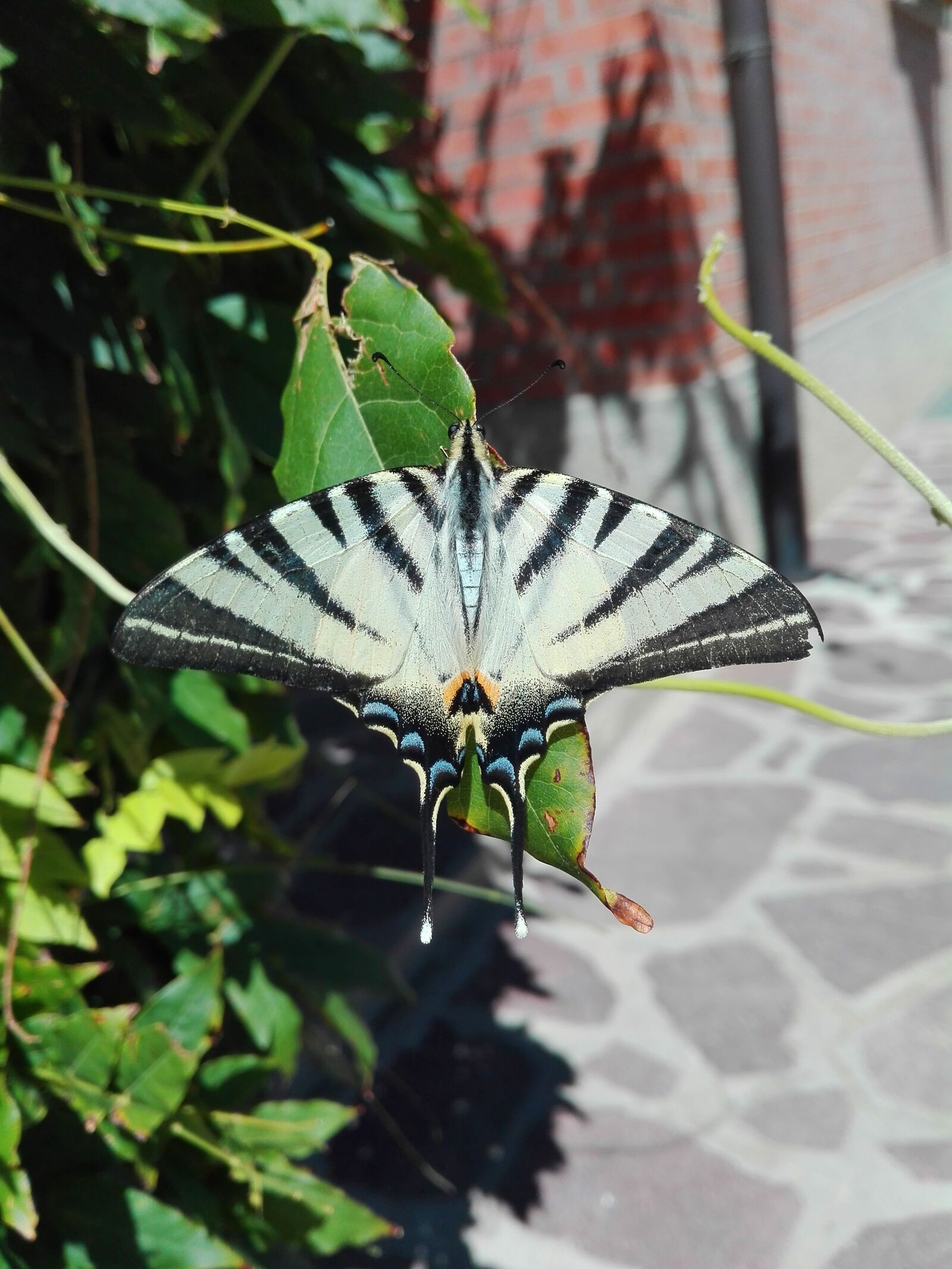 HUAWEI P8 Lite sample photo. Butterfly, summer, ali photography
