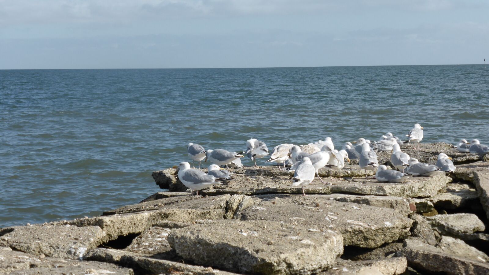 Panasonic DMC-TZ41 sample photo. North sea, gulls, birds photography