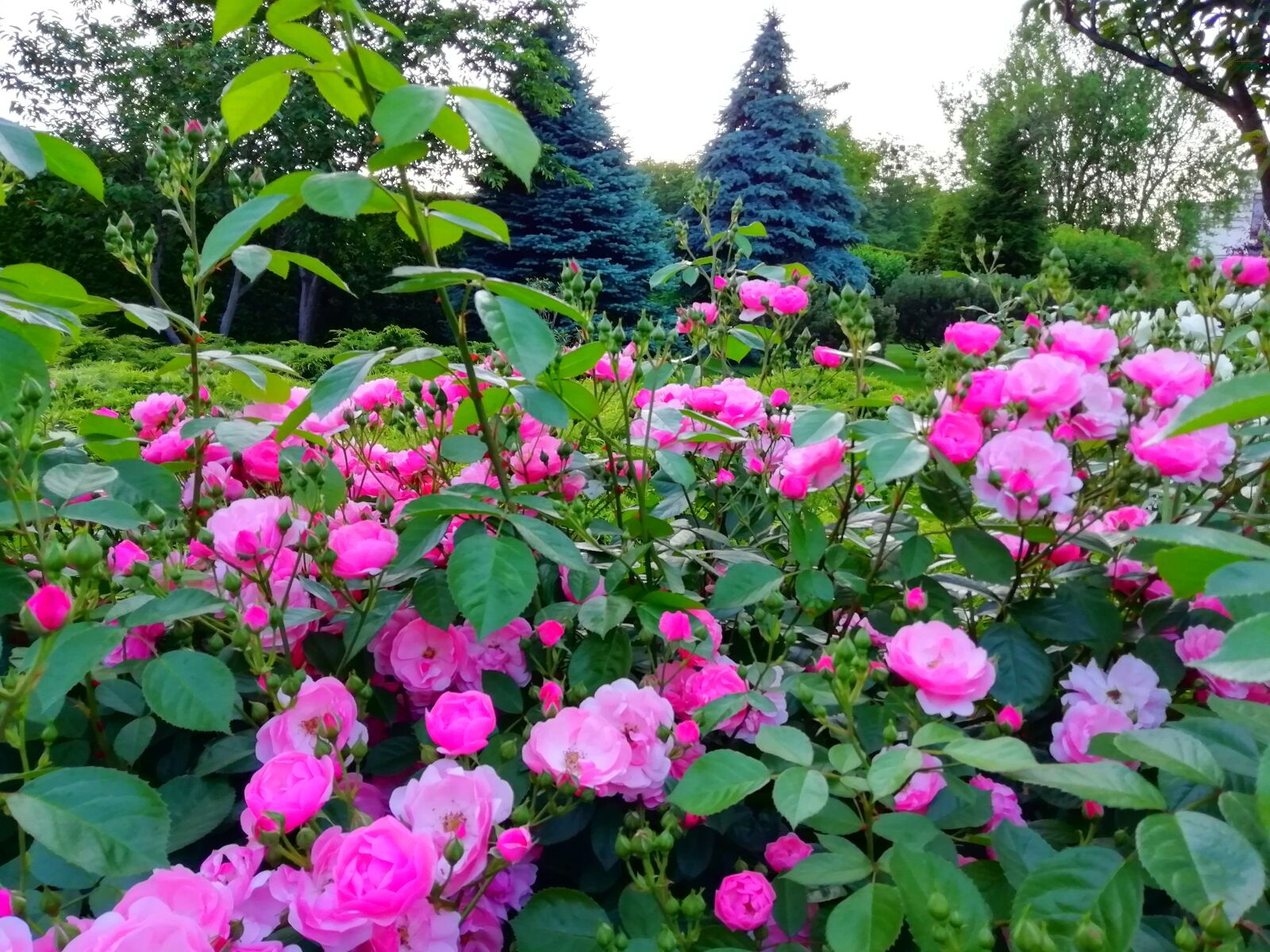 HUAWEI FIG-LX1 sample photo. розы, лето, цветы photography